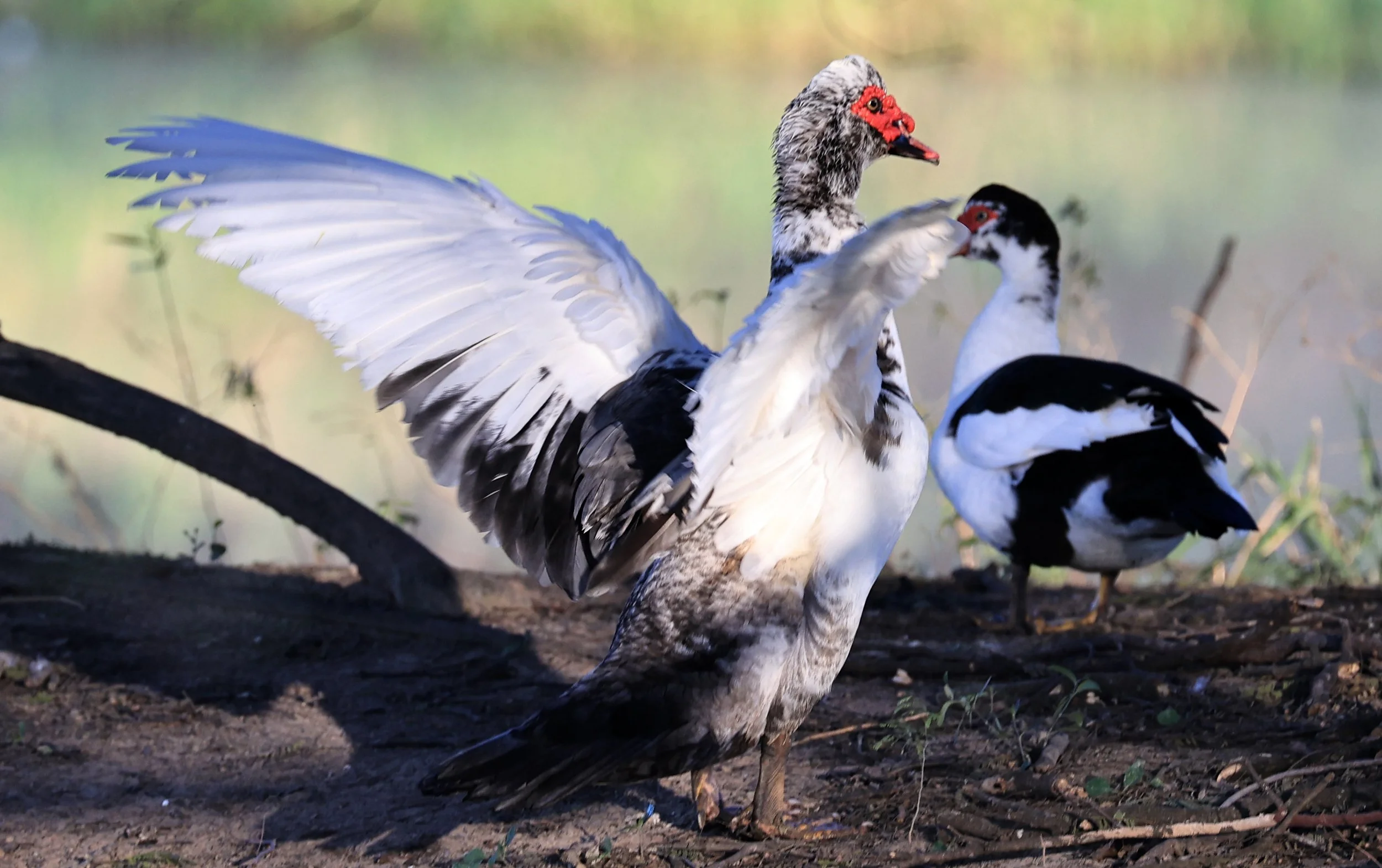 Muscovy Duck (Cairina moschata) Hotel Iparoma Campestre Paraguay (2).jpg