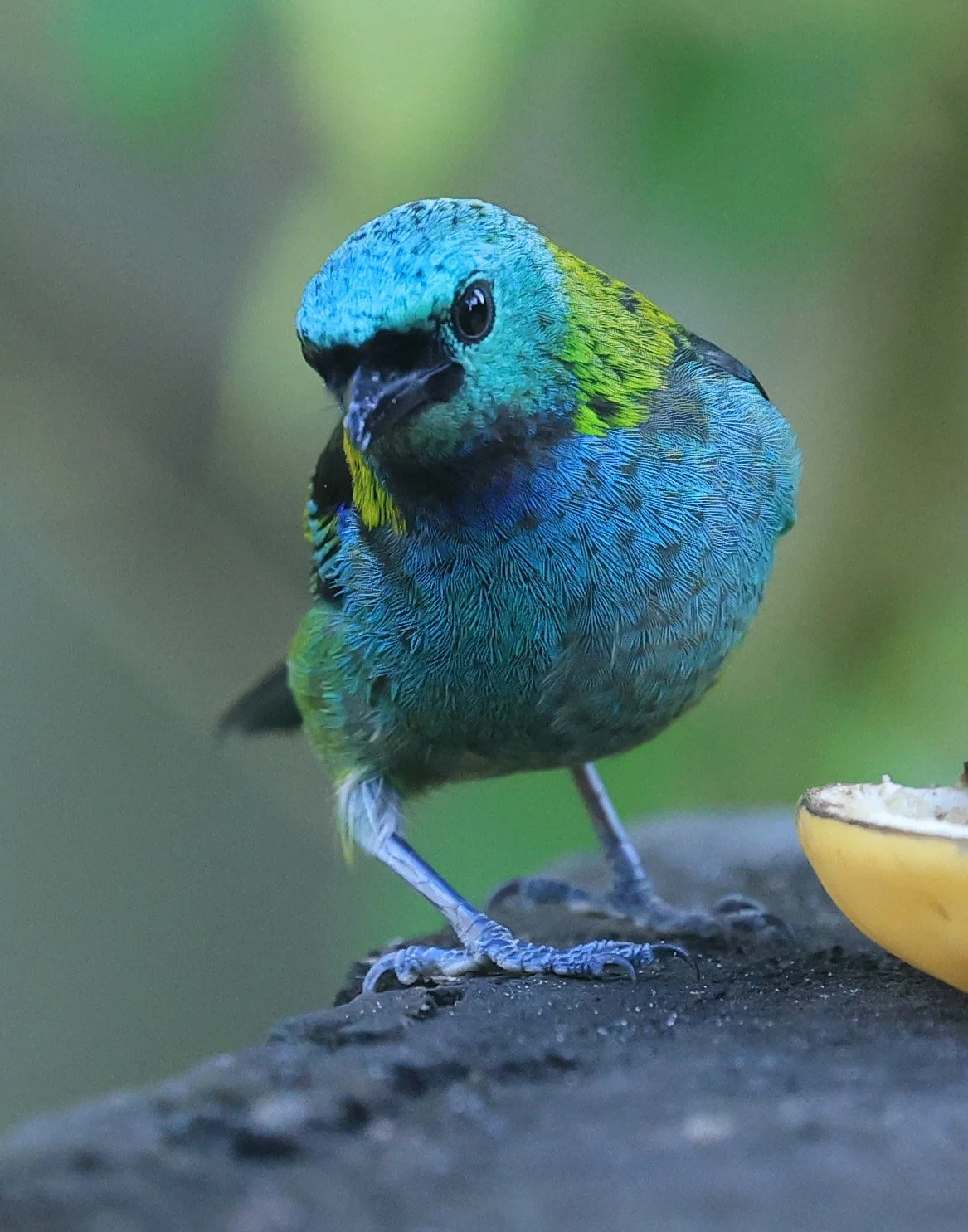 Green-headed Tanager (Tangara seledon)  Superagui National Park, Brazil (225).jpg