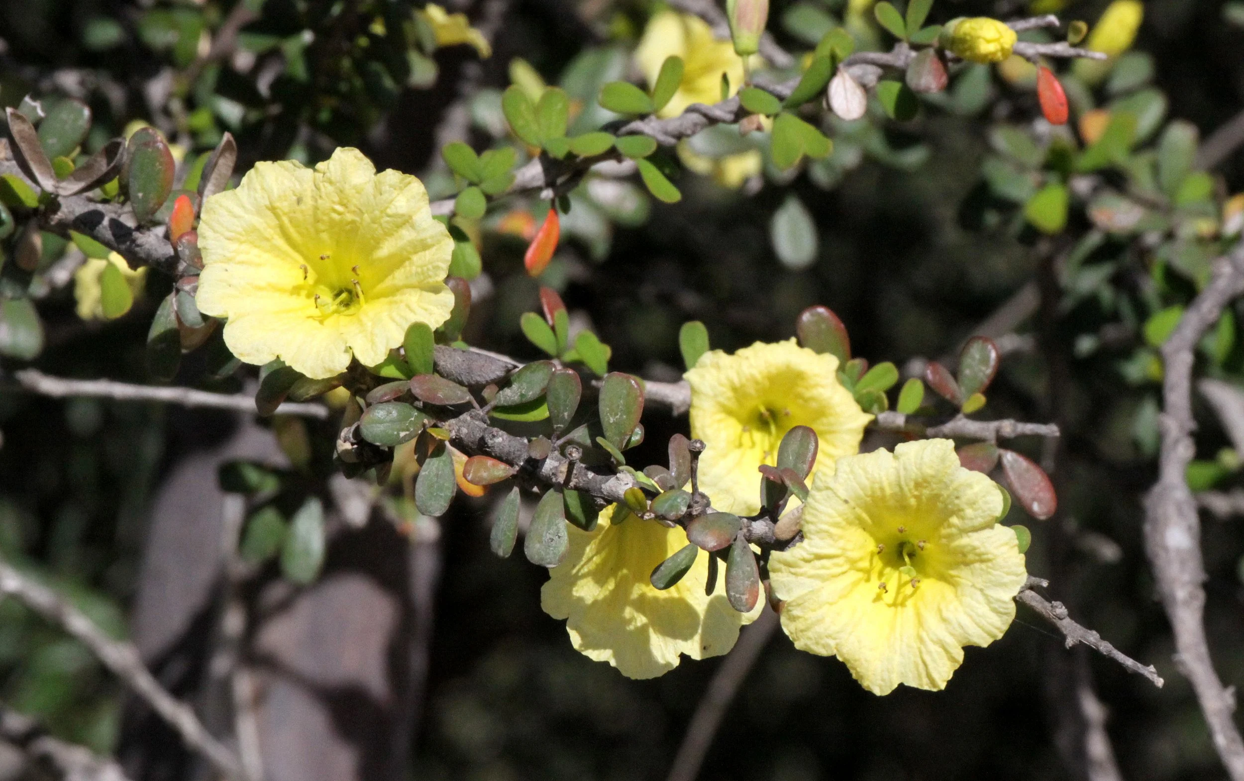 PLANT - BERENTY RESERVE MADAGASCAR (11).JPG