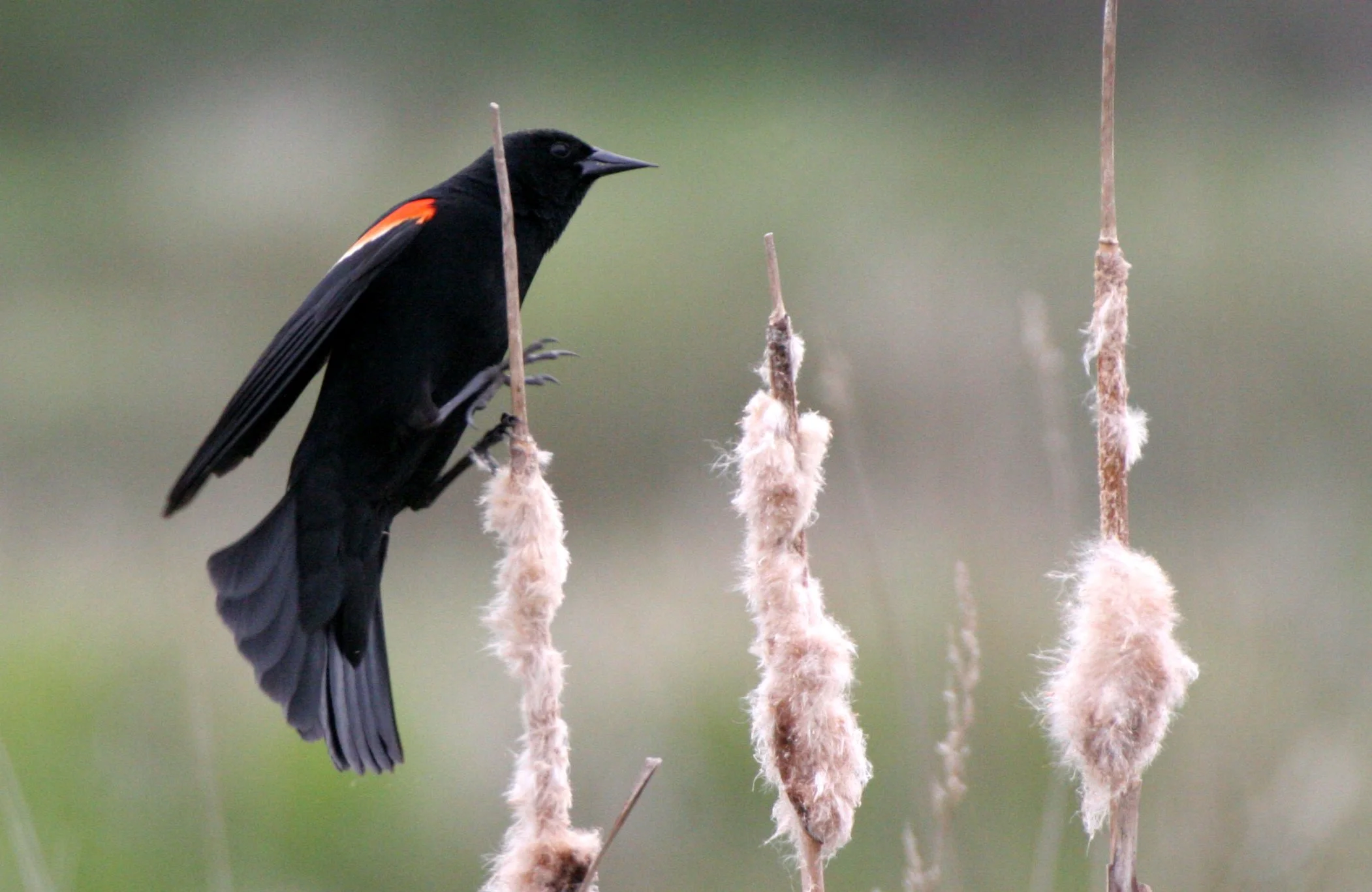 Red-winged Blackbird (Agelaius phoeniceus) Jamestown Olympic Peninsula Washington (6).JPG