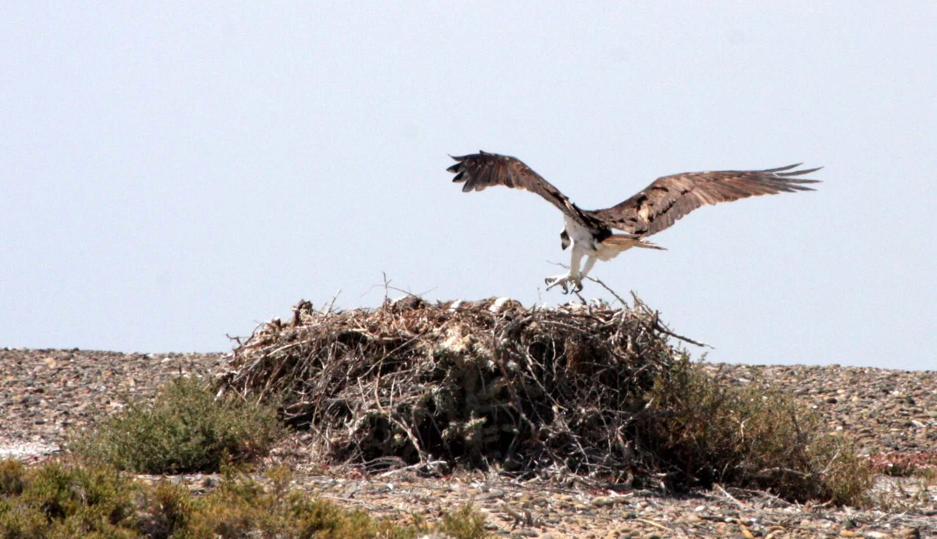 Pandion haliaetus - OSPREY - SAN IGNACIO LAGOON BAJA MEXICO (158).JPG