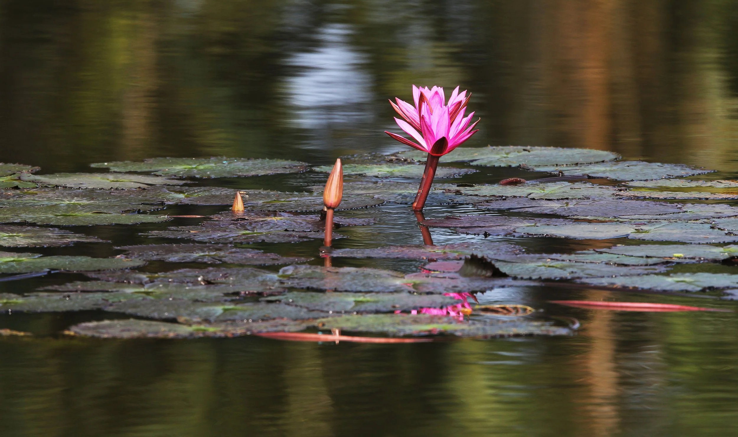 2015 Koh Lanta October Break Trip  (343).JPG
