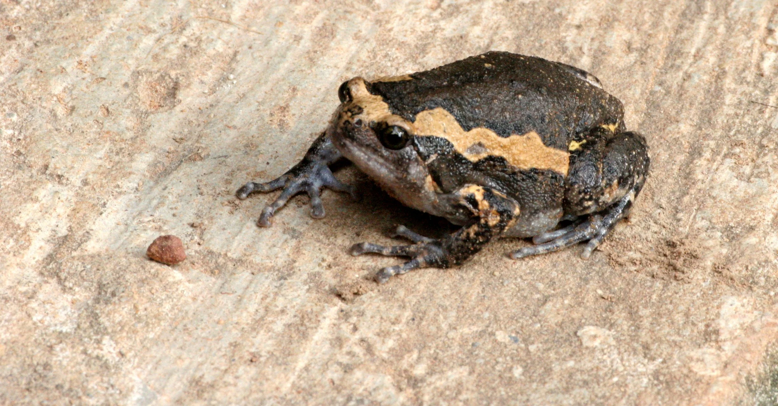 AMPHIBIAN - TOAD - BANDED TOAD SPECIES - KALOULA SPECIES - PANG SIDA NATIONAL PARK THAILAND  (7).JPG