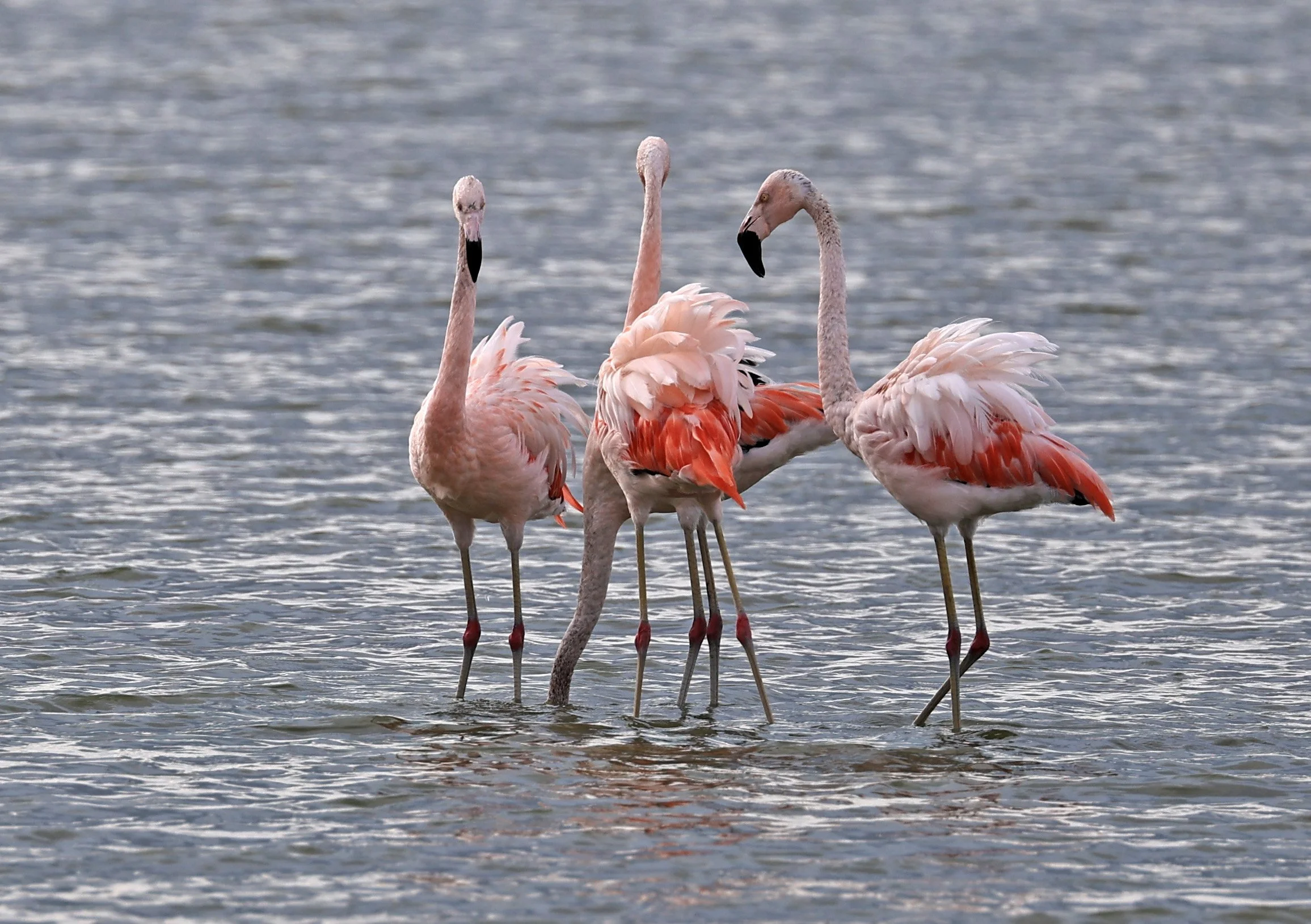 Chilean Flamingo (Phoenicopterus chilensis) Chaco Lodge & Laguna Salada Paraguay (28).jpg