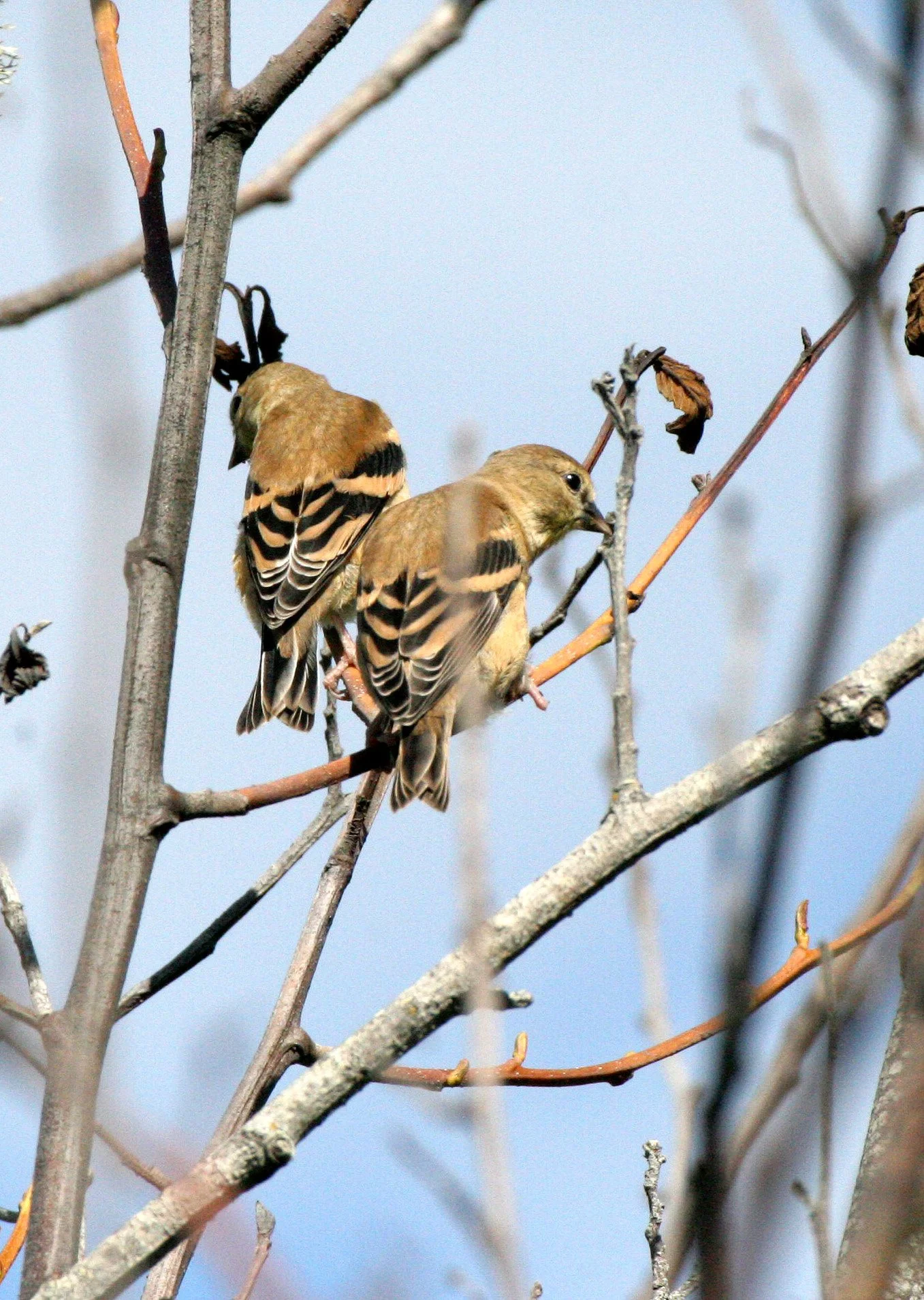 Pine Siskin (Spinus pinus) Elwha Valley, Whiskey Bend Trail