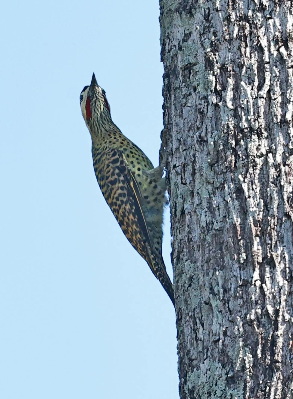Woodpecker - Green-barred Woodpecker - Colaptes melanochloros - Pousada Aguape - Fazenda São José Zona Rural, Aquidauana, Mato Grosso do Sul, Brazil (5).jpg