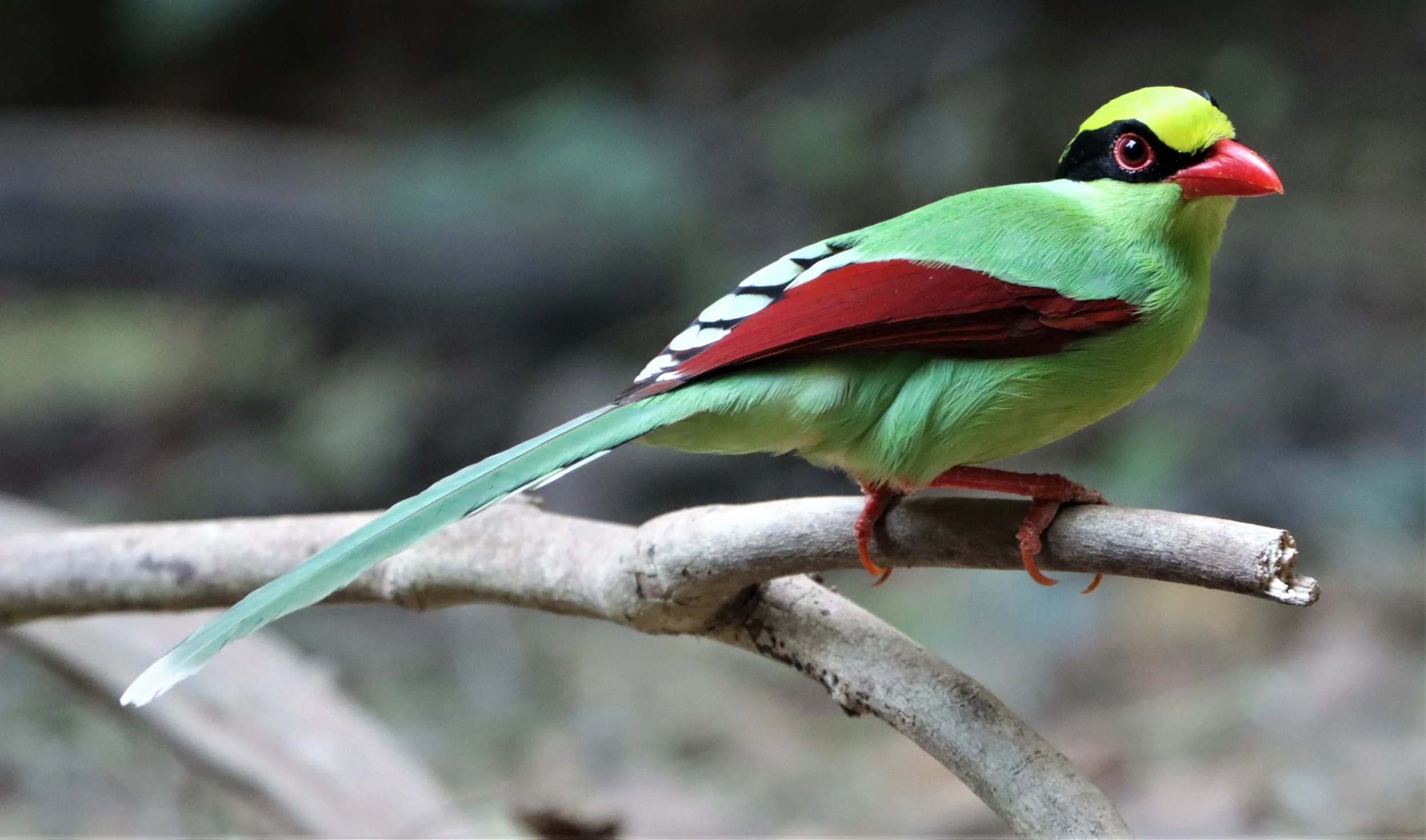 MAGPIE - COMMON GREEN MAGPIE - Cissa chinensis - NEUNG HIDE KAENG KRACHAN (28).jpg
