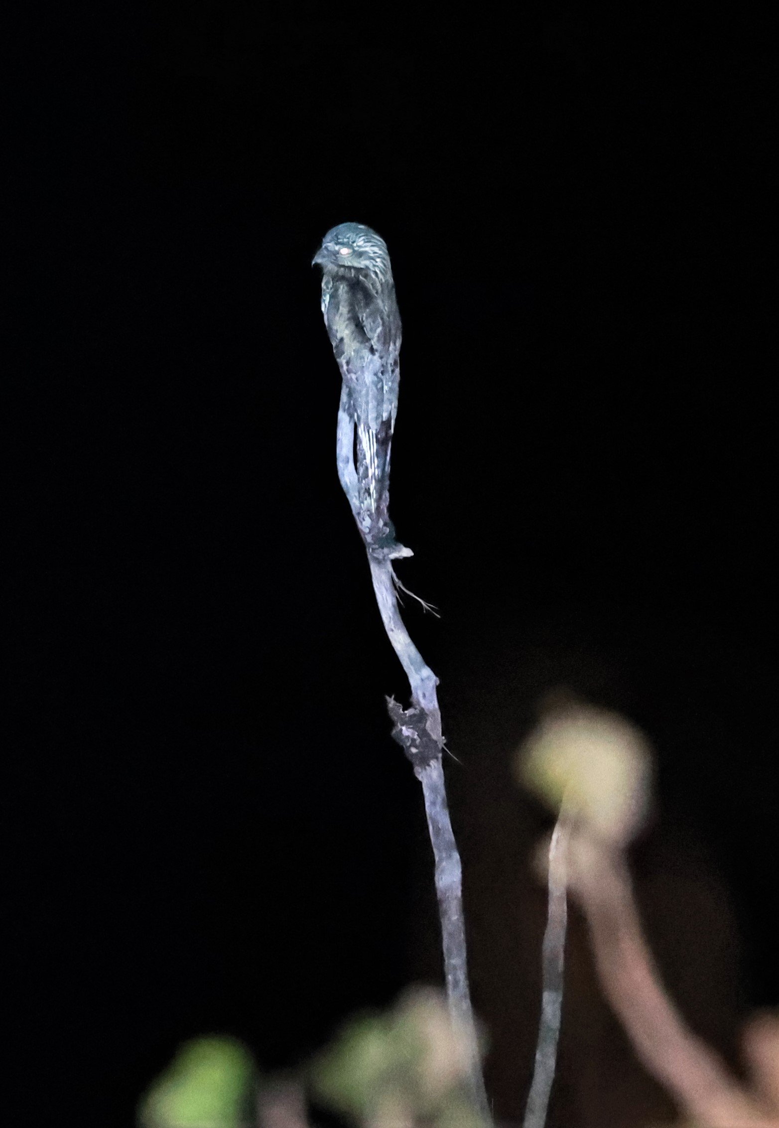 Potoo - Common Potoo - Nyctibius griseus - Emas National Park, Goias State, Brazil (17).jpg