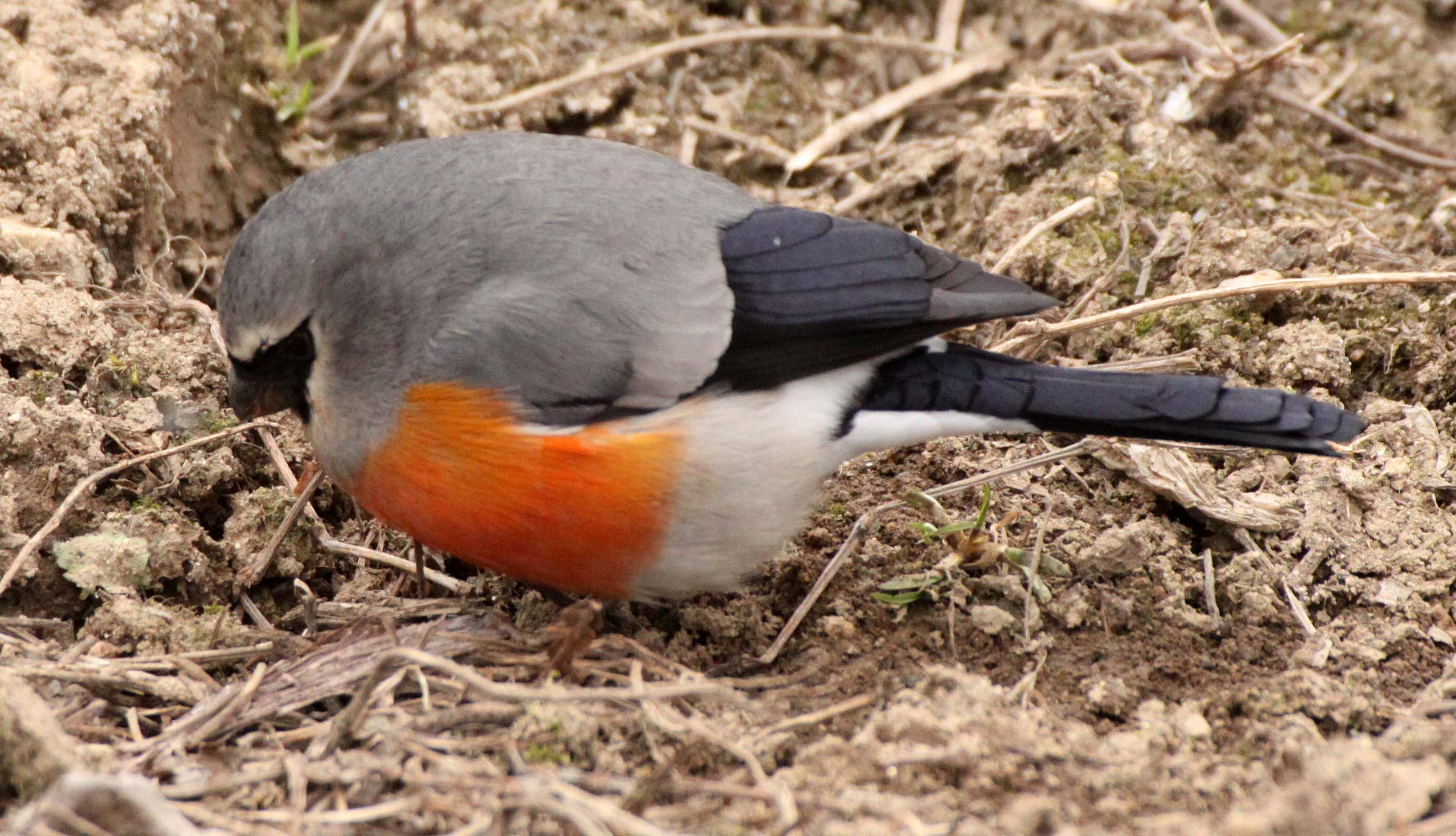 Grey-headed Bullfinch (Pyrrhula erythaca) foping Nature Reserve, Shaanxi China (13).JPG
