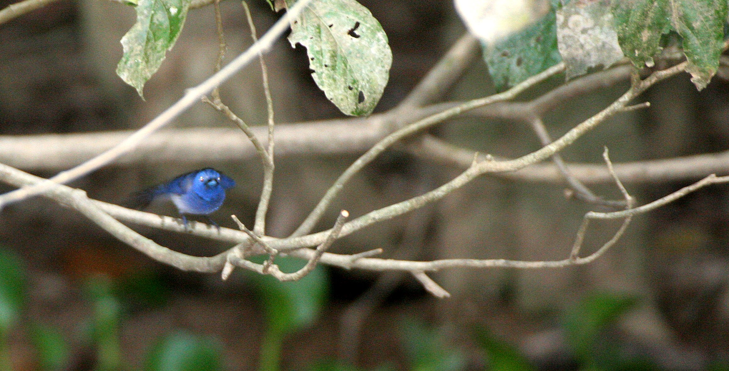 BIRD - MONARCH - BLACK-NAPED MONARCH - KINABATANGAN RIVER BORNEO (6).JPG