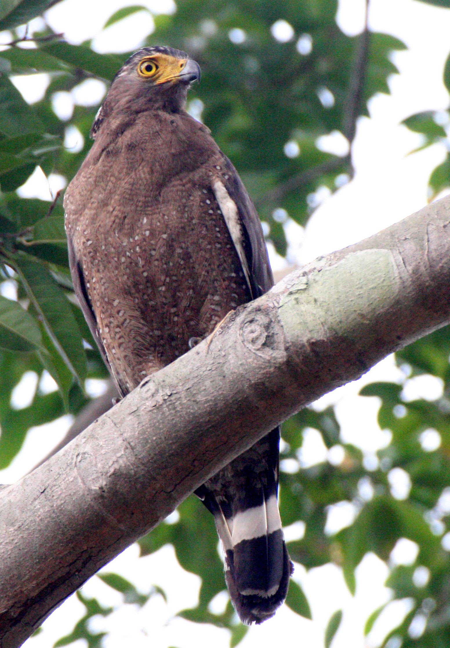 EAGLE - CRESTED SERPENT EAGLE - Spilornis cheela - HUAI KHA KHAENG THAILAND (8).JPG