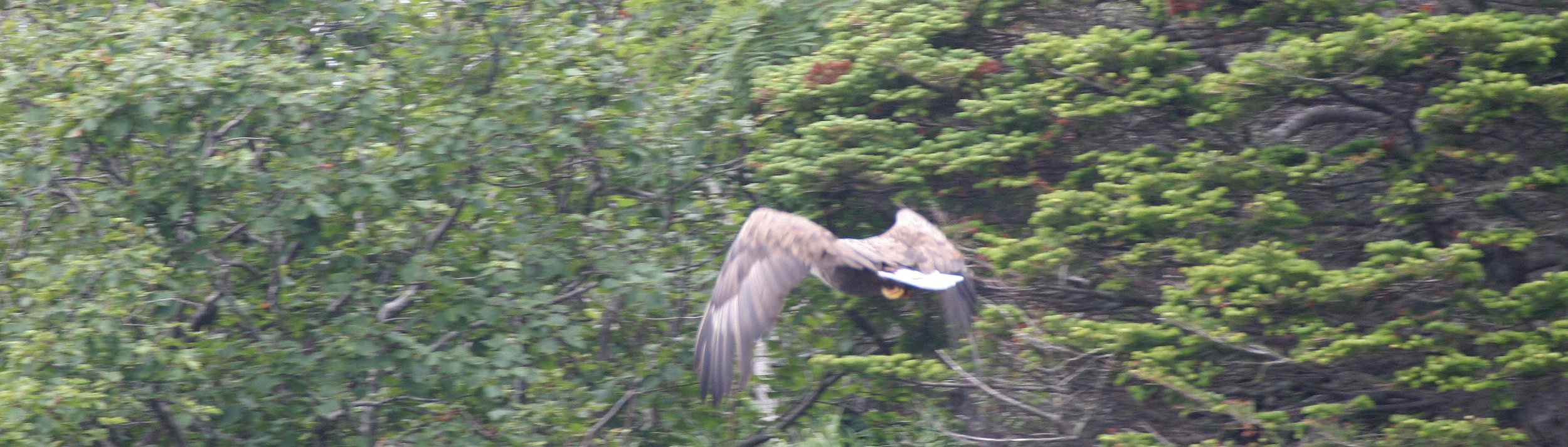 Haliaeetus albicilla - WHITE-TAILED SEA EAGLE - KURIL ISLANDS RUSSIA (14).jpg