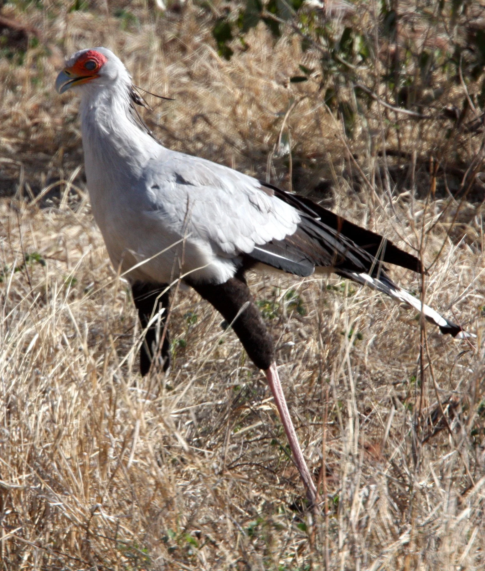 BIRD - SECRETARY BIRD - CHOBE NATIONAL PARK BOTSWANA (2).JPG