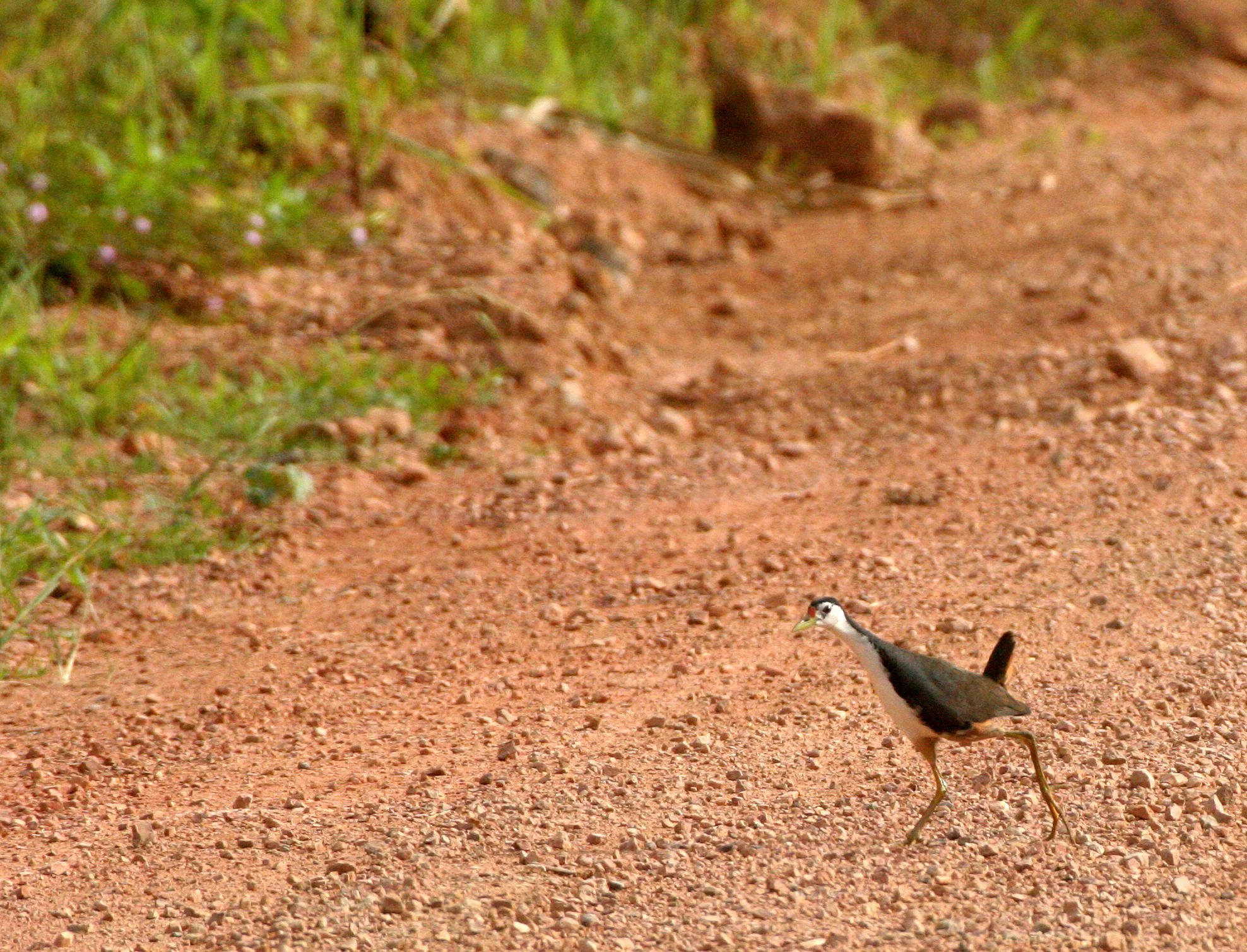 White-breasted Waterhen (Amaurornis phoenicurus) Tabin Wildlife Reserve Malaysian Borneo (5).JPG