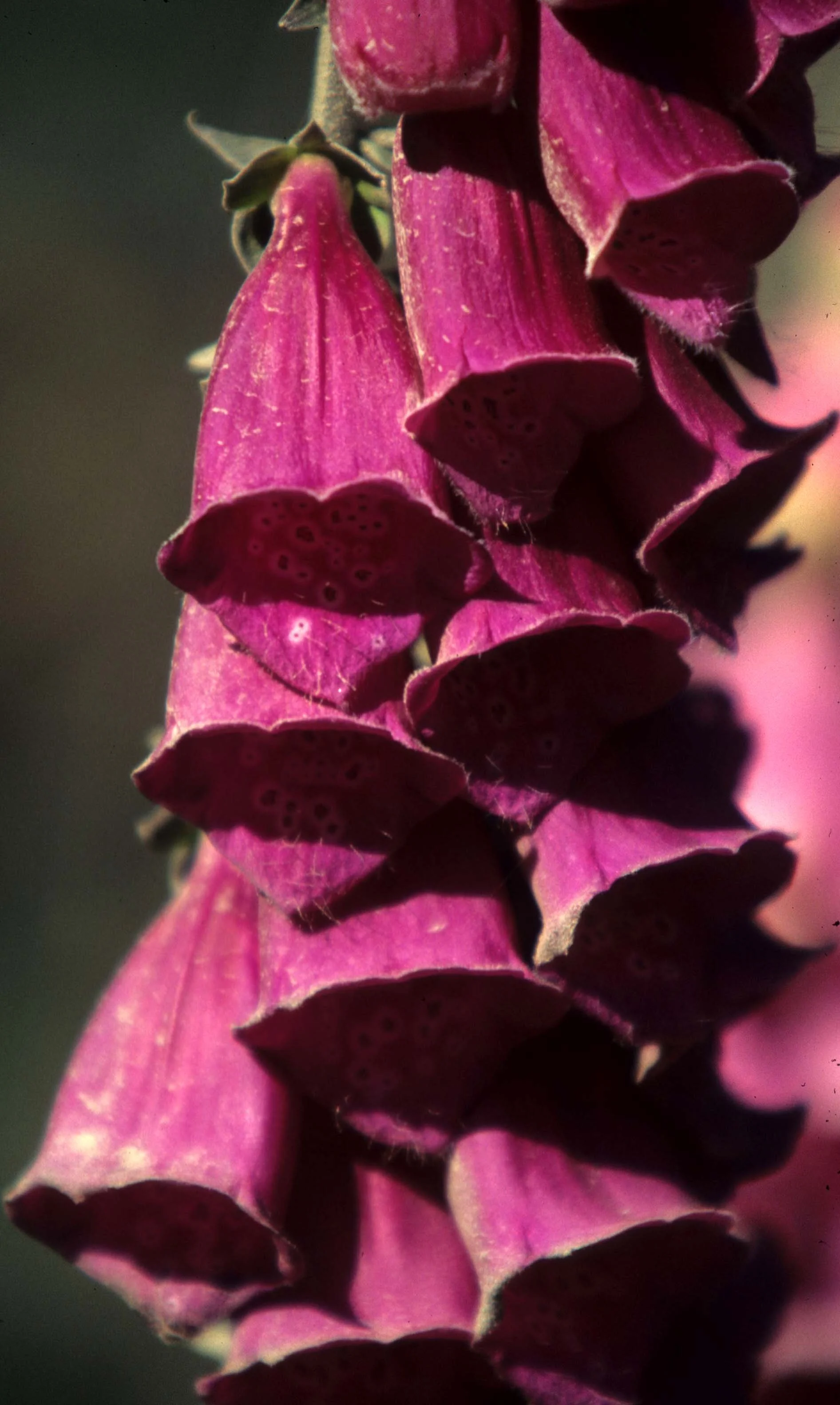 CALIFORNIA - REDWOODS NP - DIGITALIS SPECIES.jpg