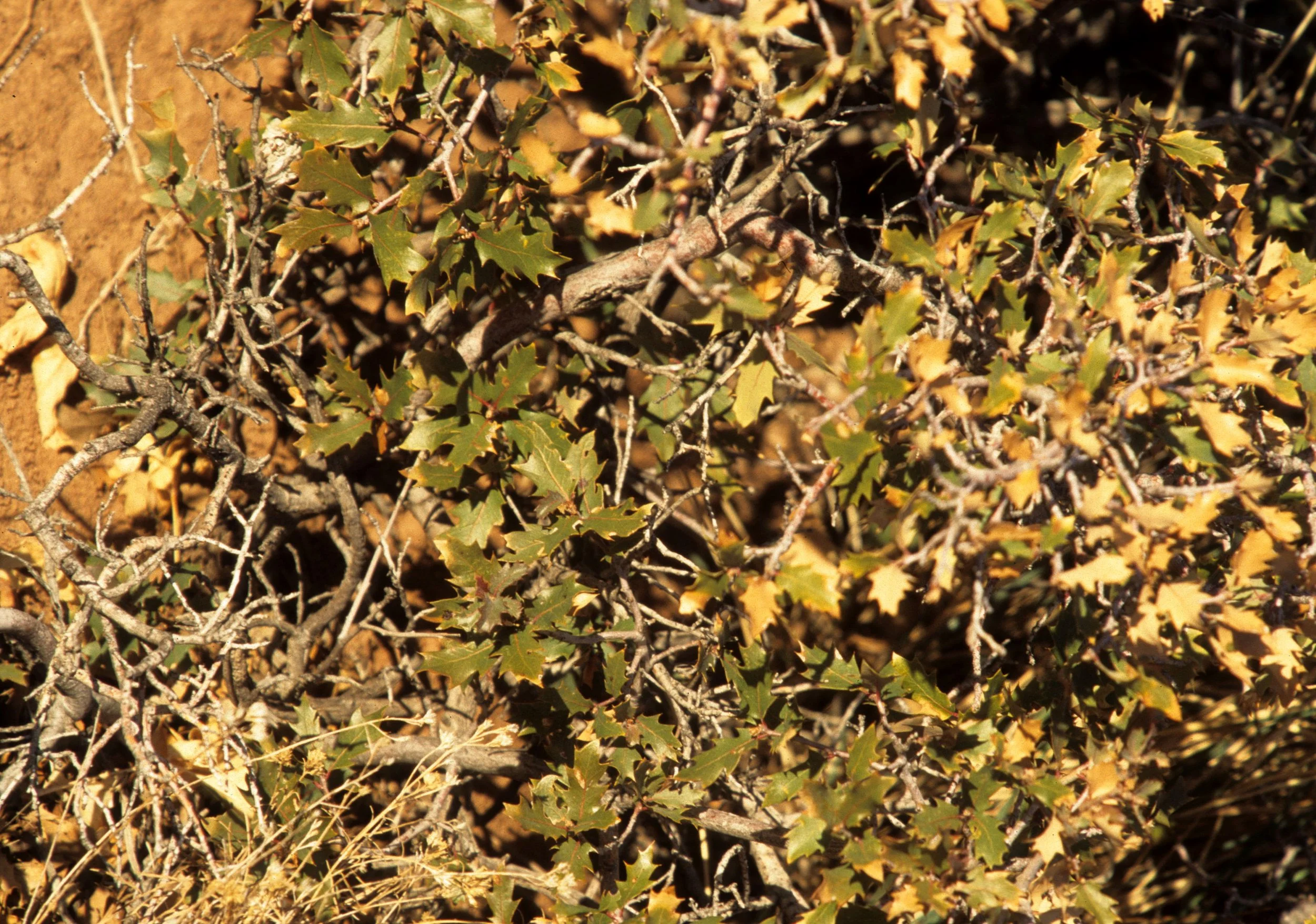 ANASAZILAND - QUERCUS GAMBLERI - GAMBLE OAK.jpg