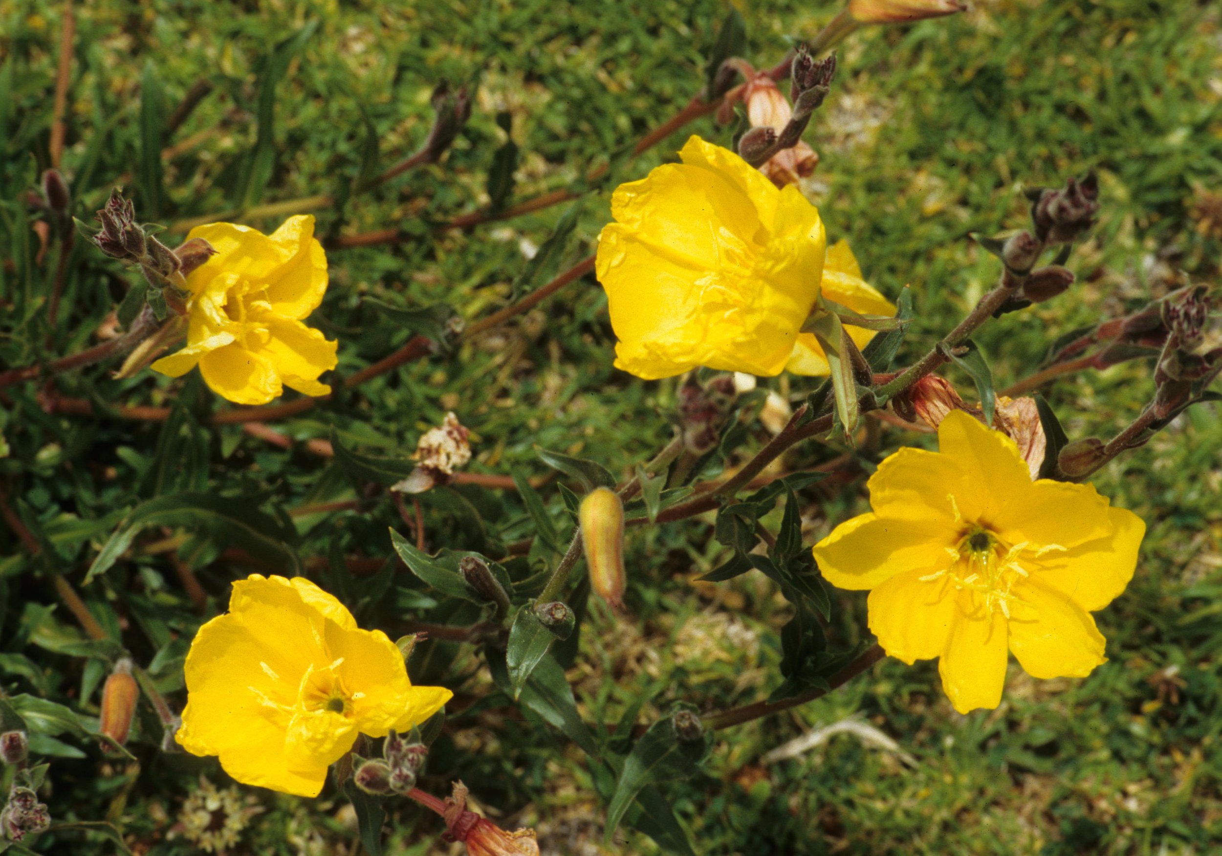 HAWAII - HAWAII - PLANT SPECIES C.jpg