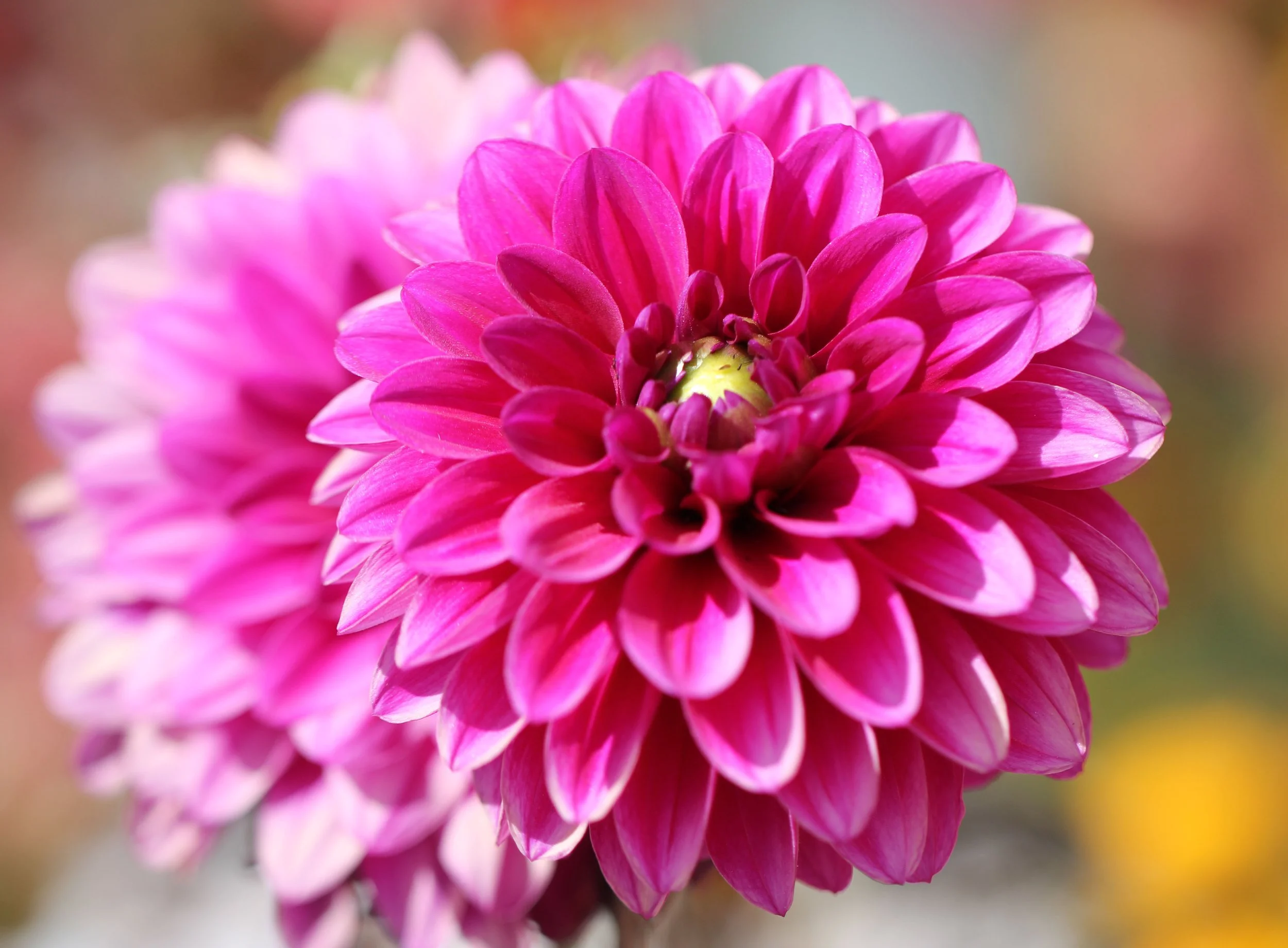 LEH, LADAKH INDIA - SNOW LEOPARD EXPEDITION (27).JPG