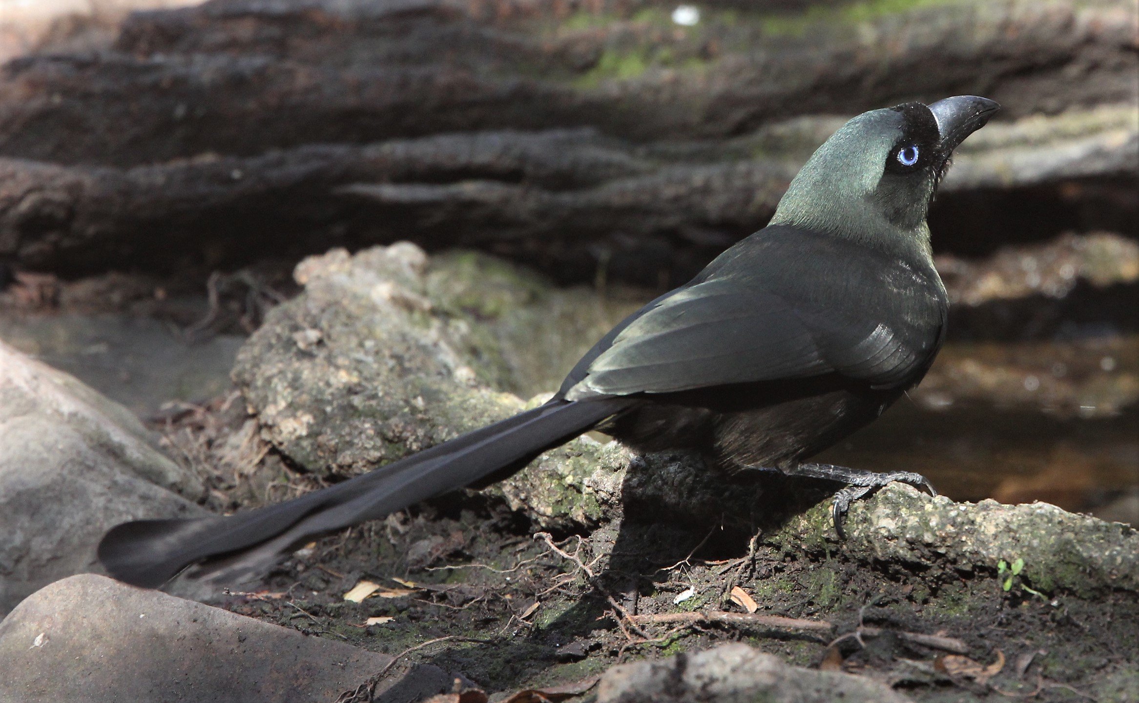 TREEPIE - RACKET-TAILED TREEPIE - LUNG SIN HIDE KAENG KRACHAN A (2).jpg