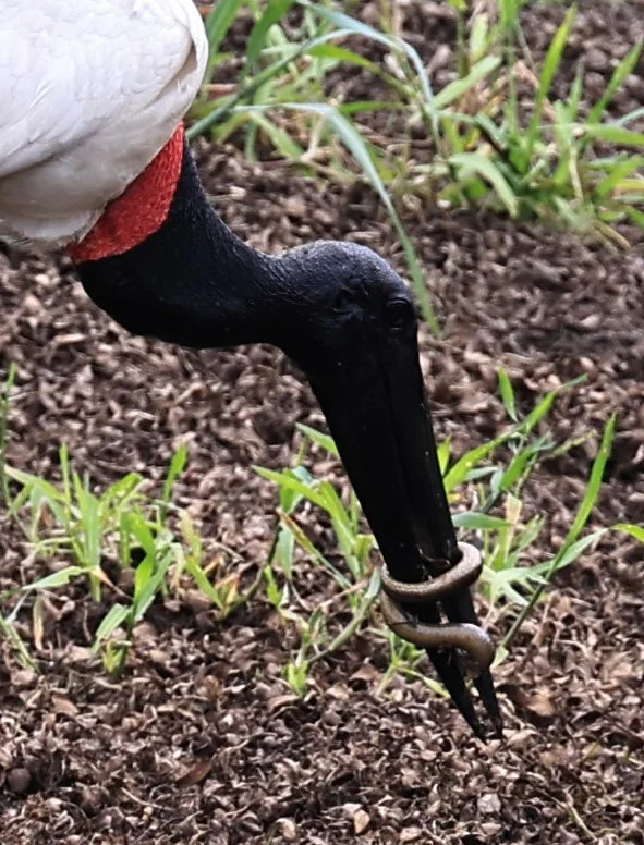 Jabiru (Jabiru mycteria) Agua Dulce Paraguay (11).jpg