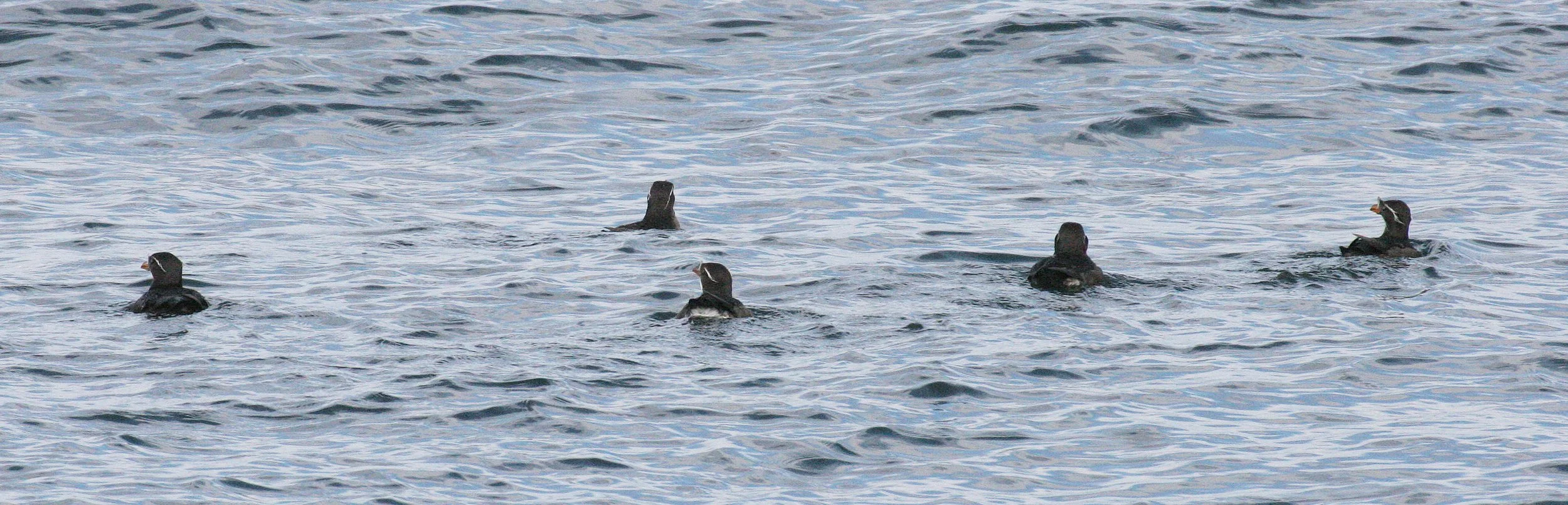 Cerorhinca monocerata - RHINOCEROS AUKLET - SAN JUAN ISLANDS (25).JPG