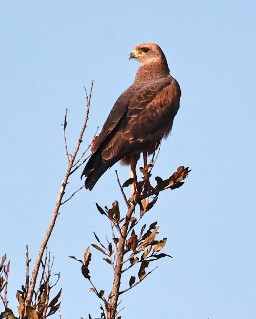 Hawk - Savanna Hawk - Buteogallus meridionalis - Emas National Park, Goias State, Brazil (12).jpg