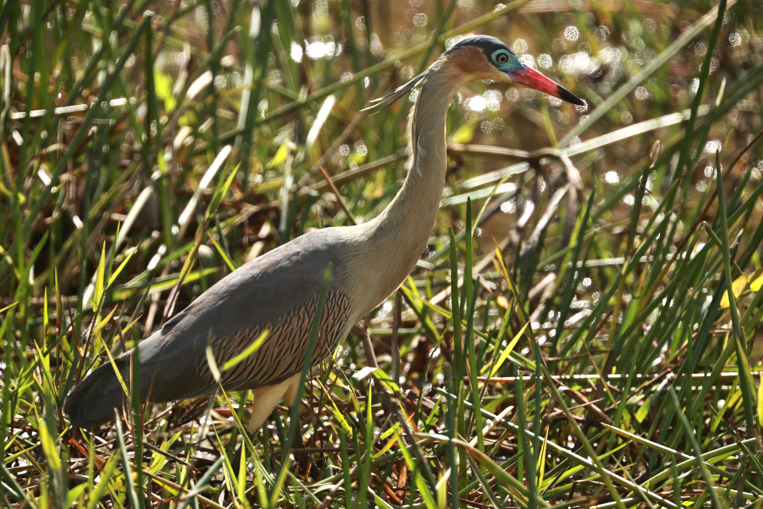 Heron - Whistling Heron - Syrigma sibilatrix - Alfonso Claudio, Espirito Santo Brazil (16).JPG