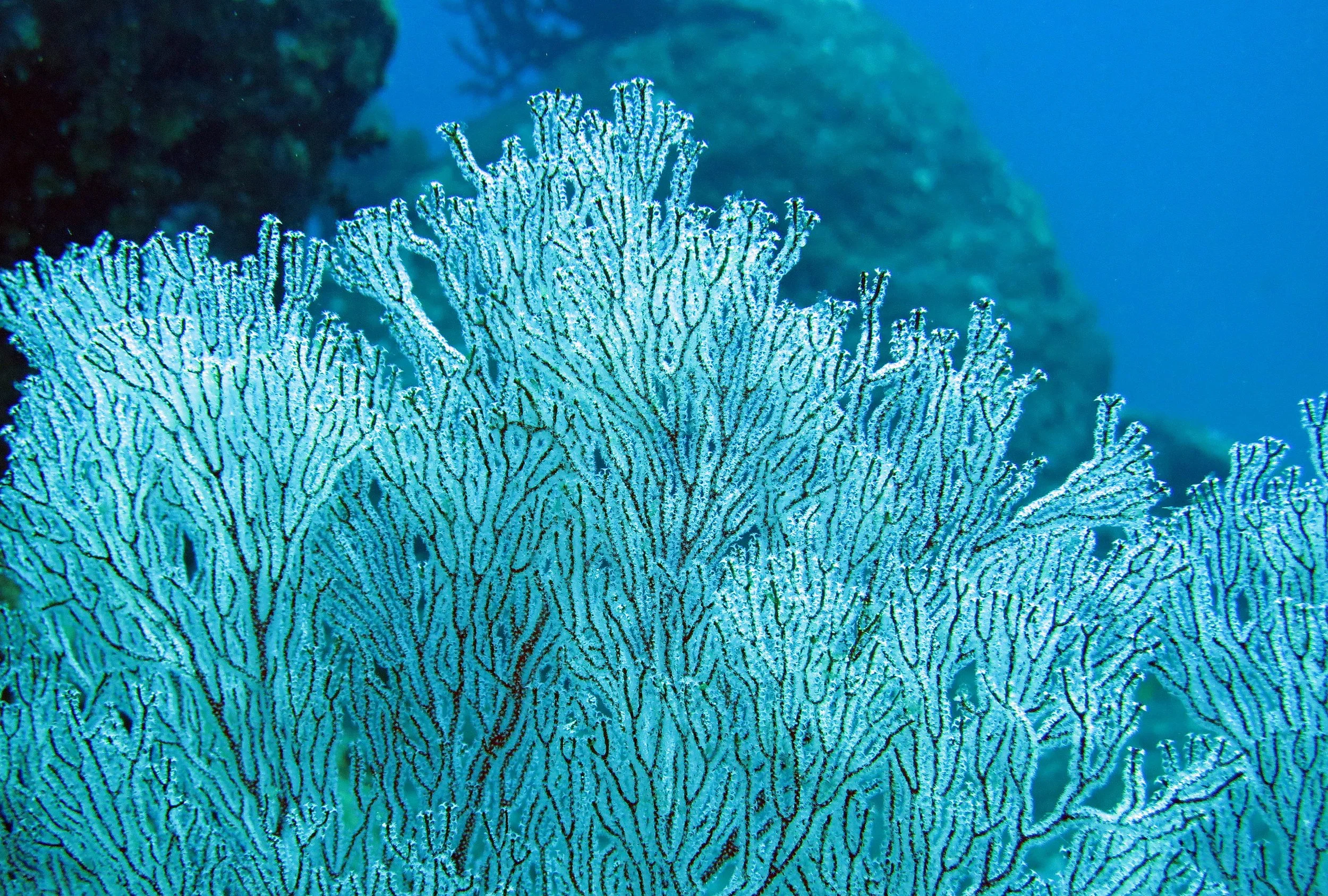 2014 Similan Islands Marine Park Thailand ISB Dive Trip (40).JPG