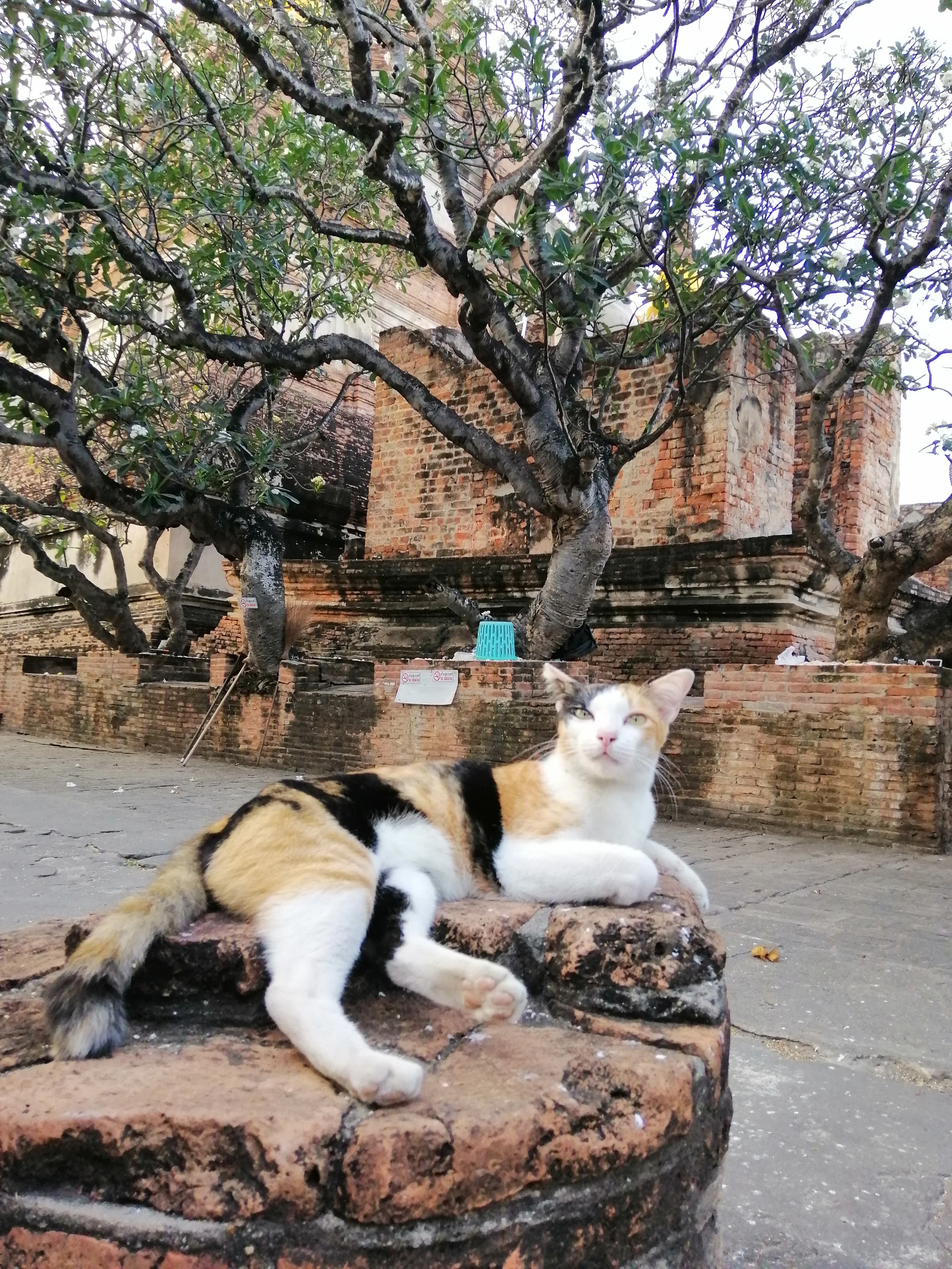 2018 Ayutthaya Pics with Gift in Traditional Dress (51).jpg