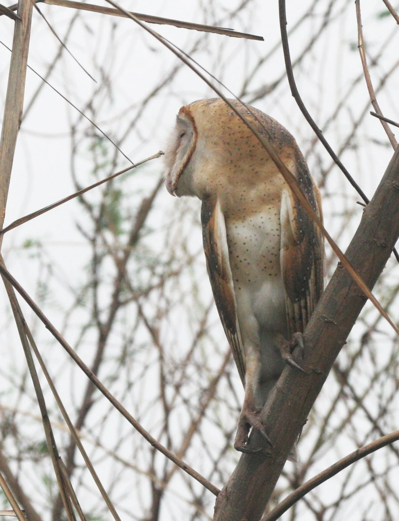 Tyto alba - BARN OWL - BUENG BORAPHET THAILAND (5).JPG