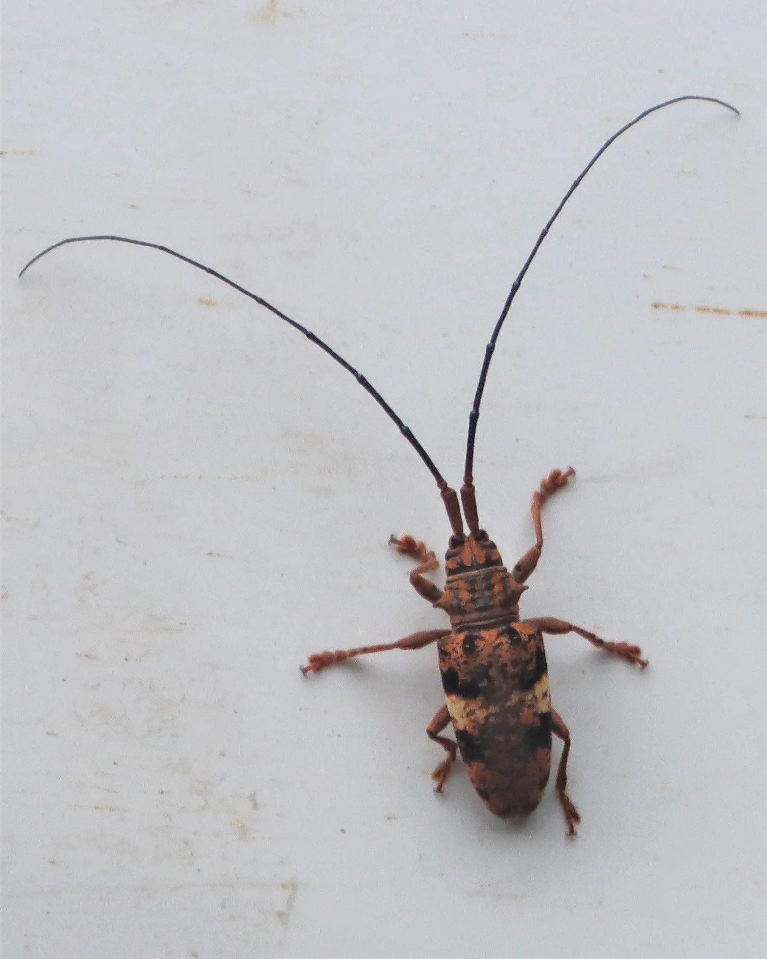 Lamiinae species - Pharsalia pulchra.