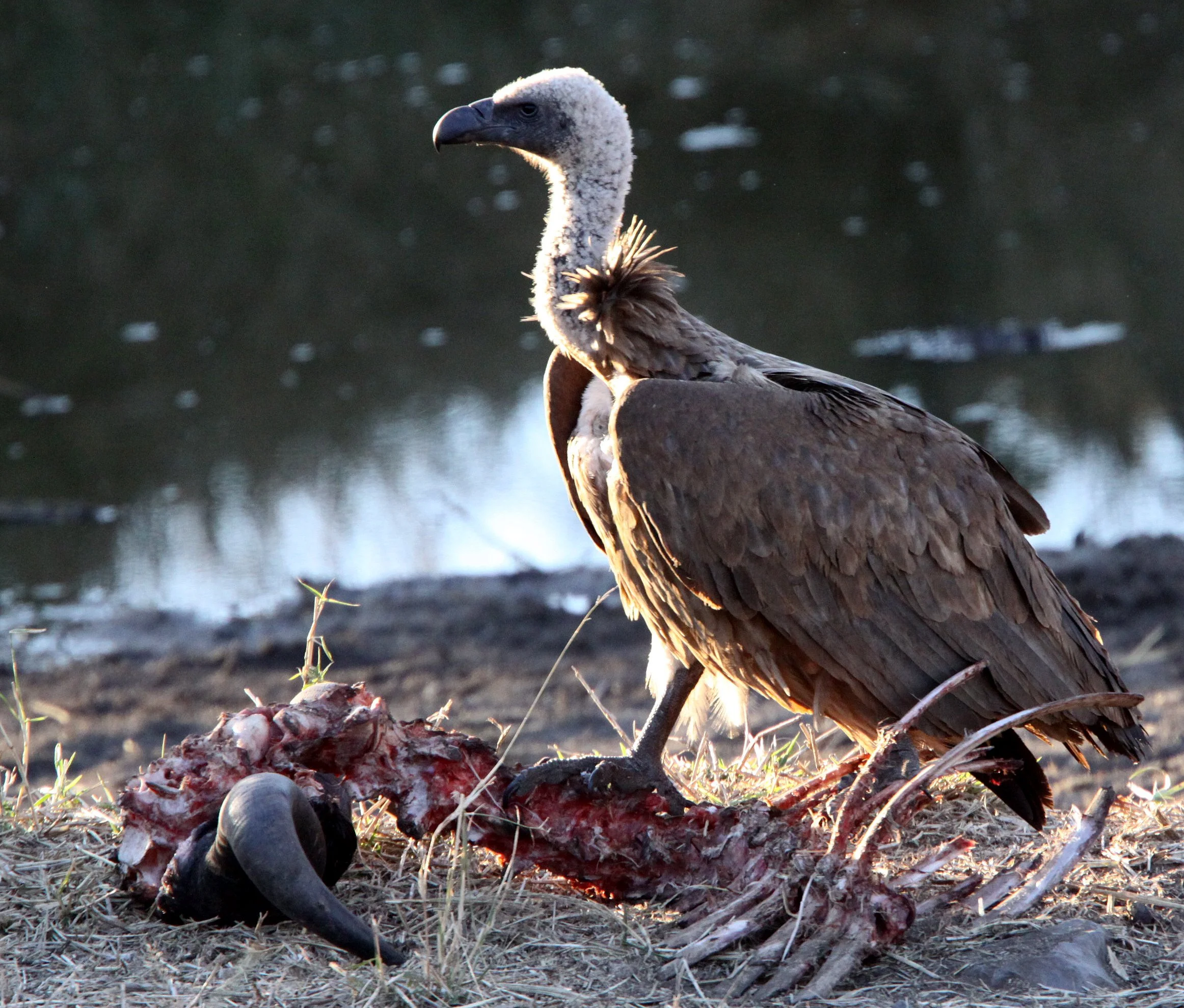 Gyps rueppelli - RUPPELL'S GRIFFON VULTURE - KRUGER NATIONAL PARK SOUTH AFRICA aa (2).JPG