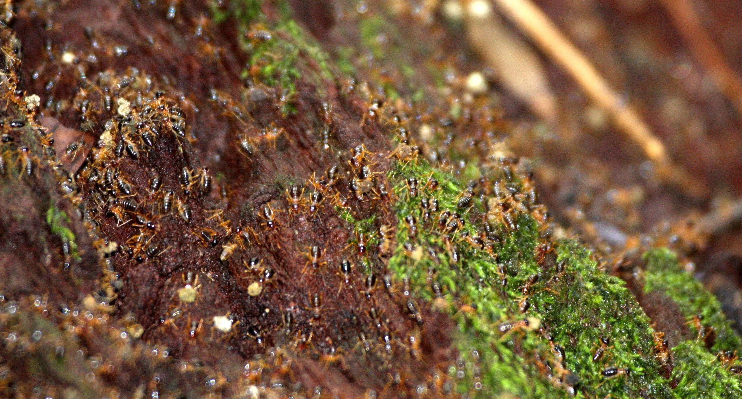 Termite Species - Koh Lanta, Thailand
