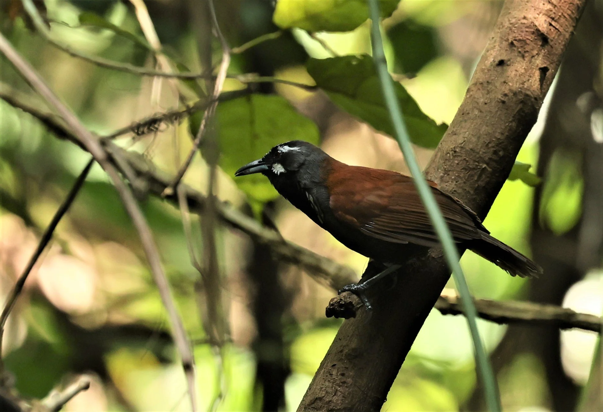 BABBLER- BLACK-THROATED BABBLER - Stachyris nigricollis - KRUNG CHING, KHAO LUANG NP NST, APRIL 2022 (48).jpg
