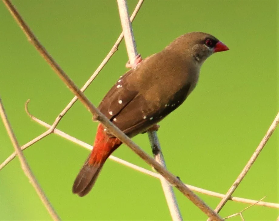 RED AVADAVAT - Amandava amandava - LAT KRABANG RICE FIELDS AT THAP YAO (38).jpg