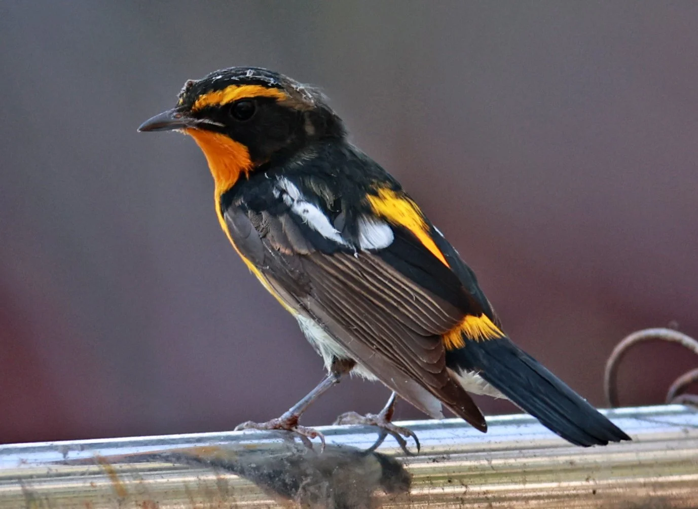Flycatcher - Narcissus Flycatcher - Ficedula narcissina - Bang Pu Mangrove Forest Reserve, Samut Prakan March 30, 2024 (23).jpg