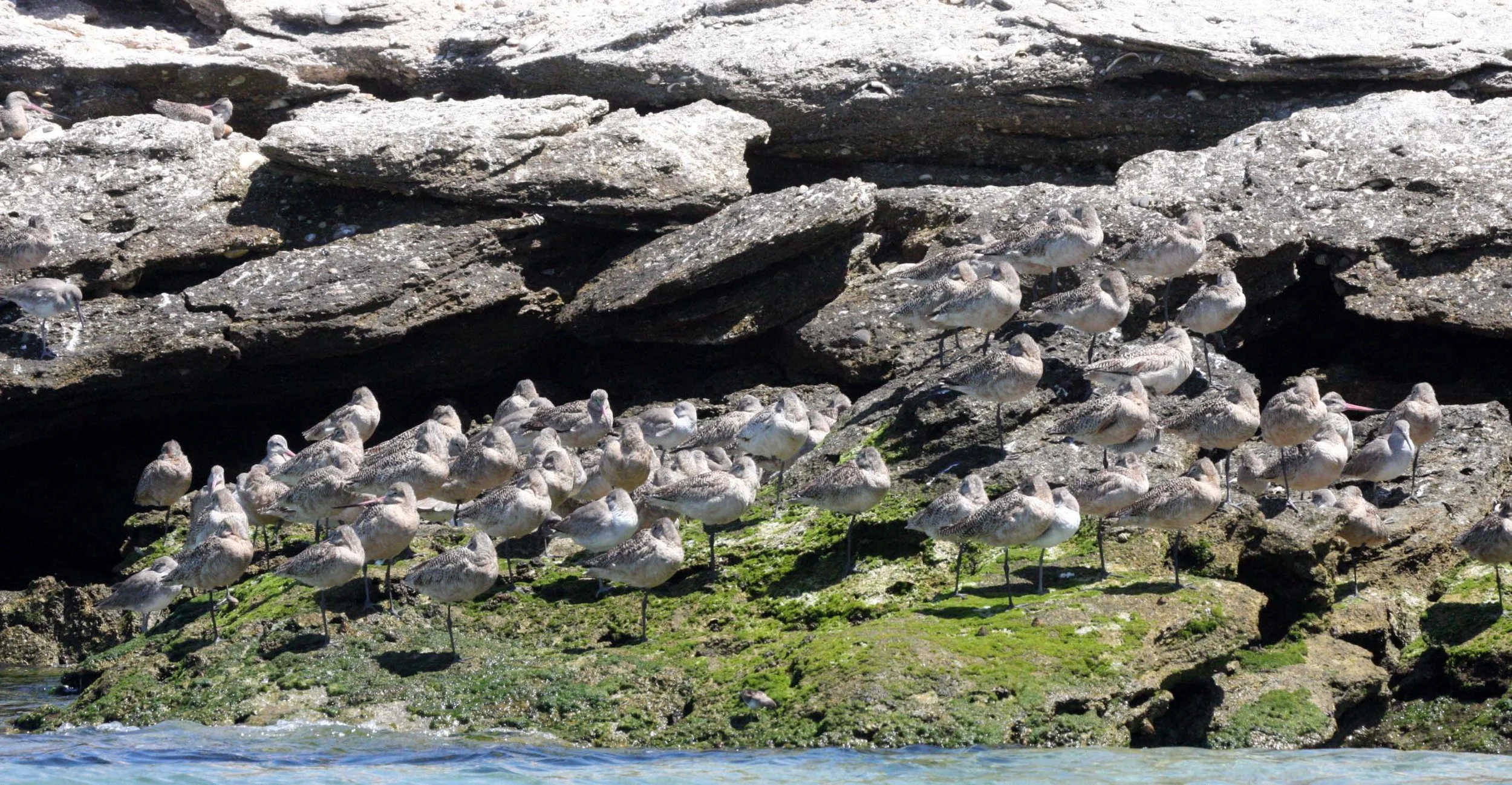 BIRD - GODWIT - MARBLED GODWIT - WILLETS - SAN IGNACIO LAGOON BAJA MEXICO (4).JPG