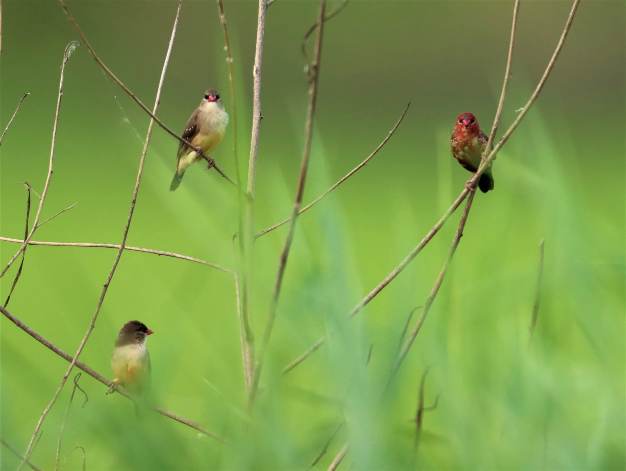RED AVADAVAT - Amandava amandava - LAT KRABANG RICE FIELDS AT THAP YAO (32).jpg
