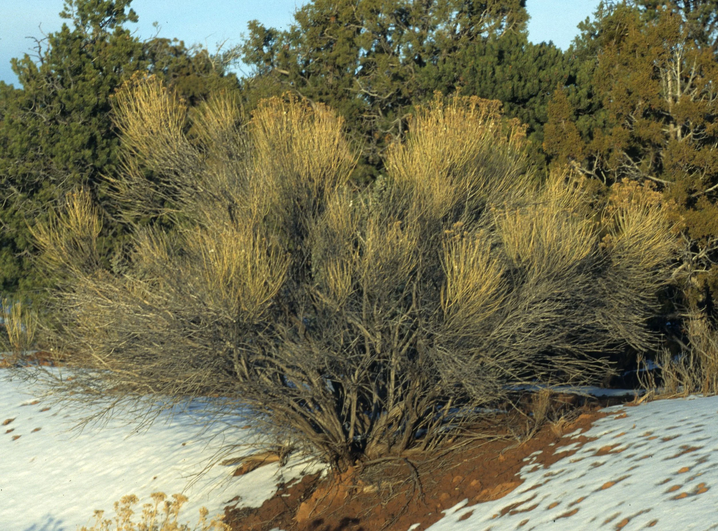 ANASAZILAND - CHRYSOTHAMNUS SPECIES.jpg