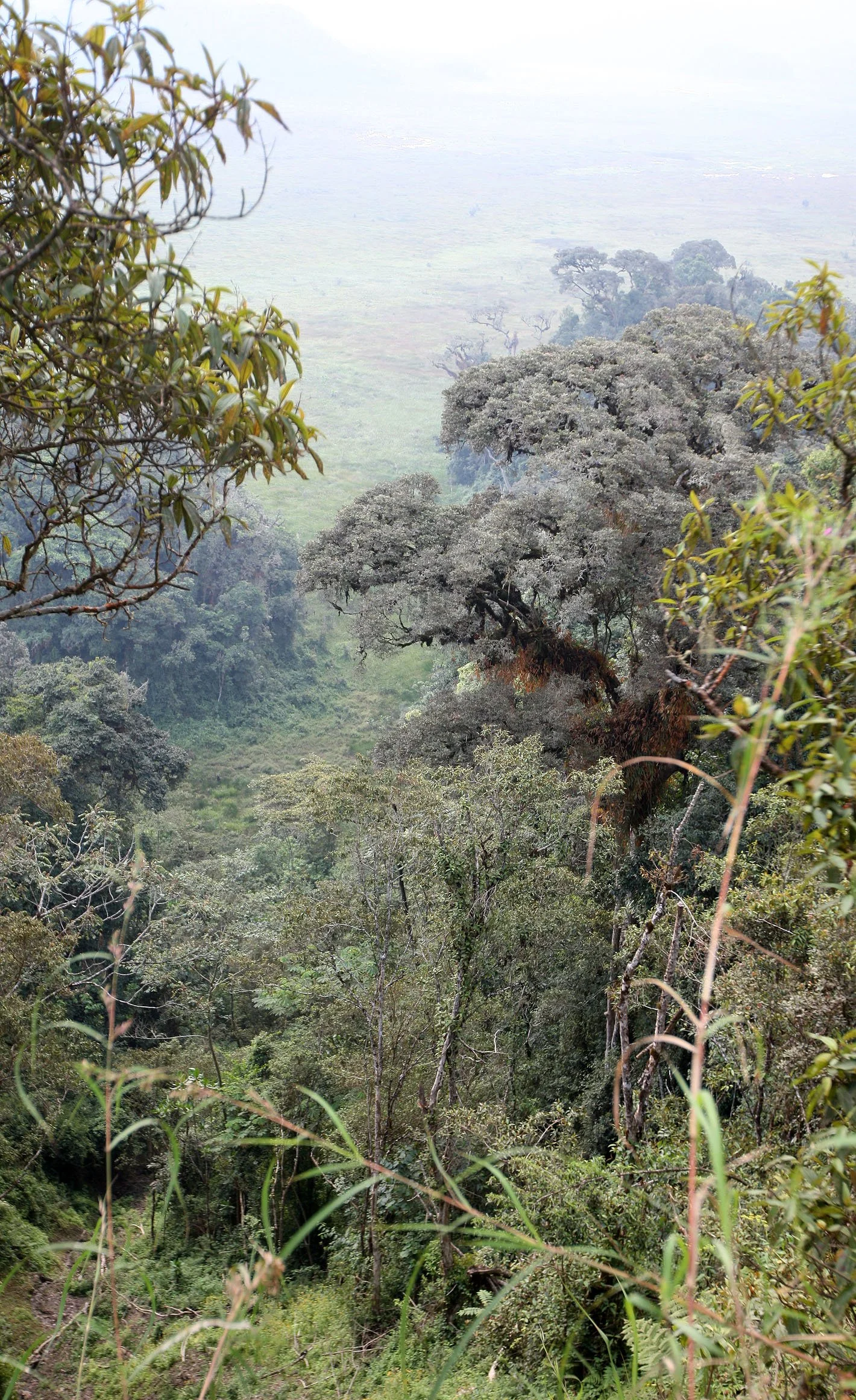 NYUNGWE NATIONAL PARK RWANDA 2 (46).JPG