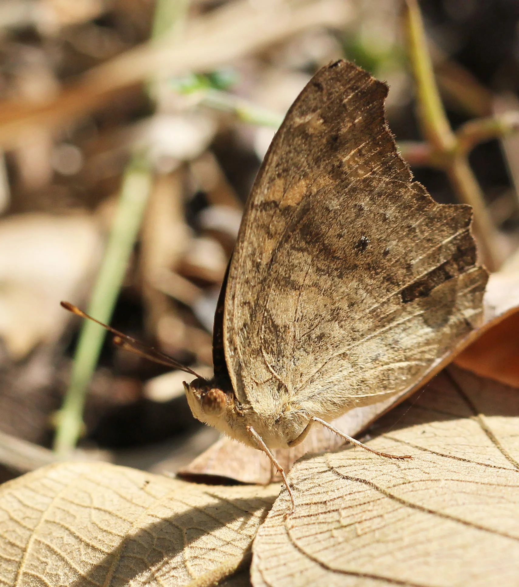 Nymphalidae - Junonia lemonias - Huai Kha Khaeng Thailand 