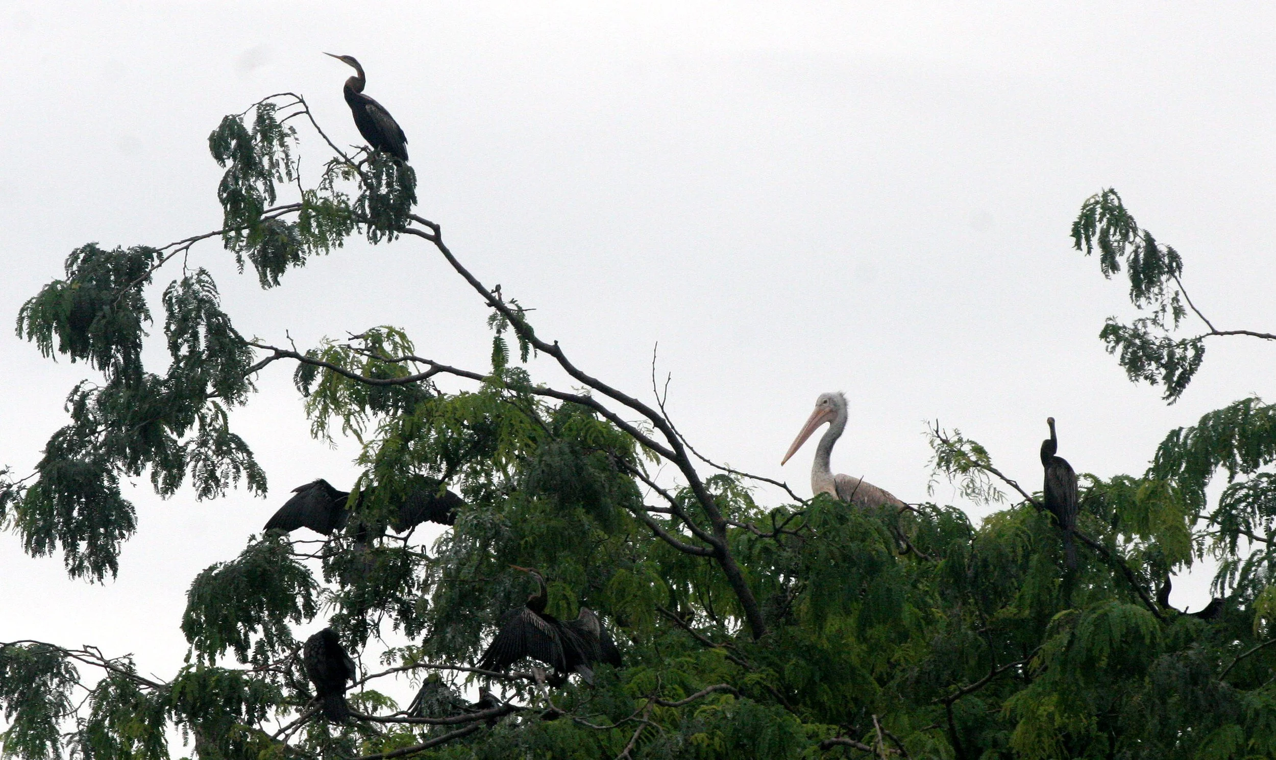 DARTER - Anhinga melanogaster - BUENG BORAPHET THAILAND (18).JPG
