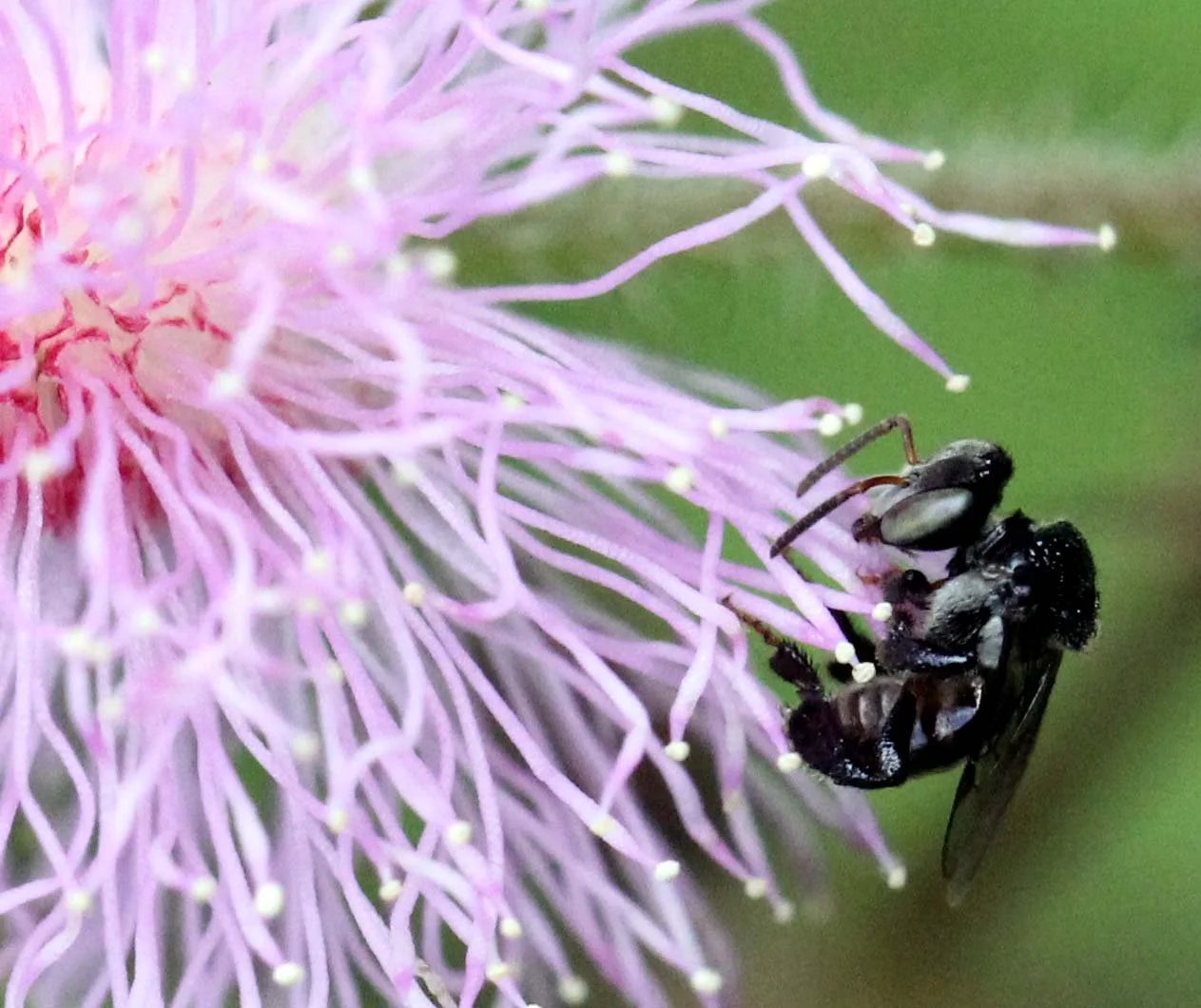 Apidae - Carpenter Bee - Koh Lanta, Thailand