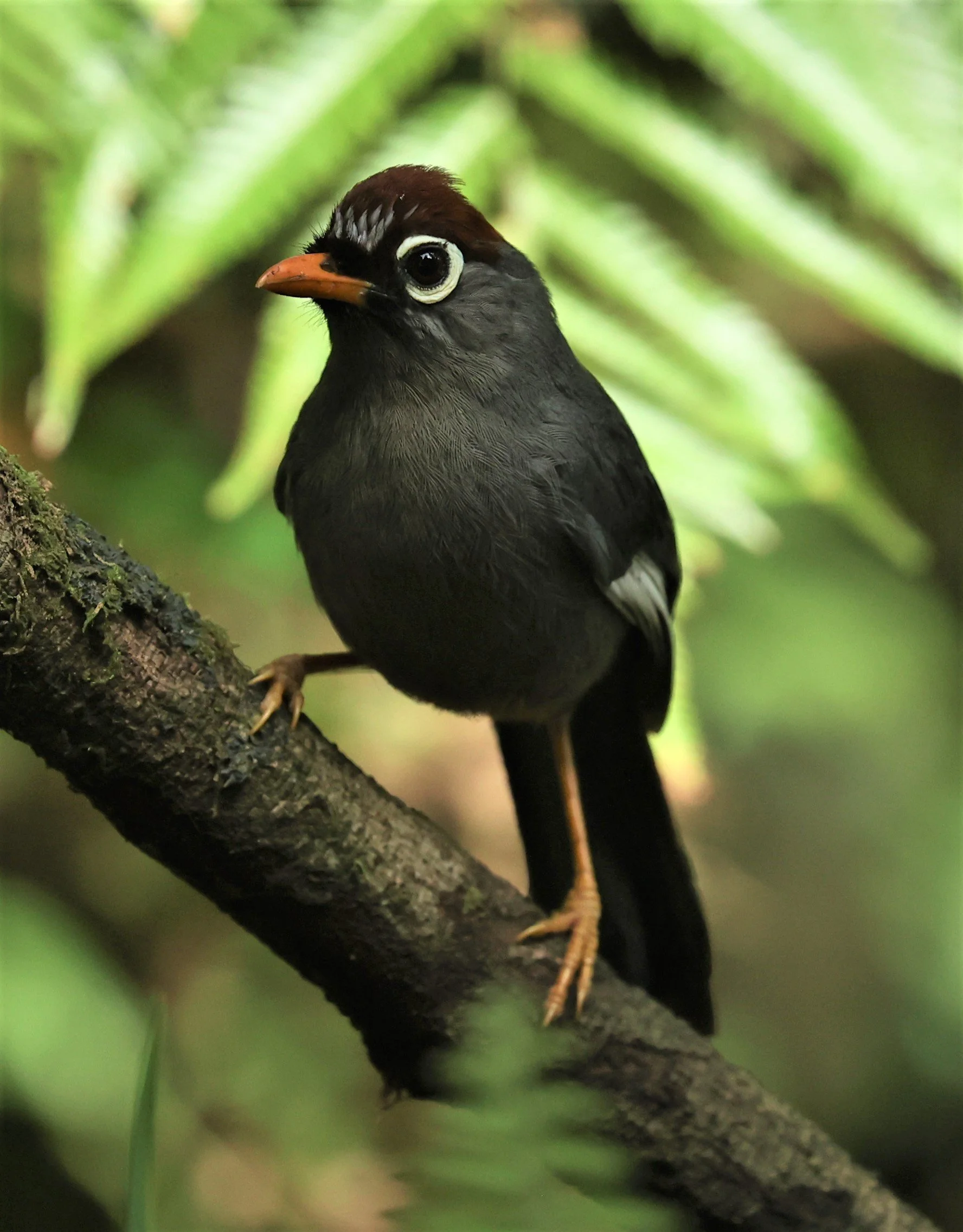 Pterorhinus mitratus - CHESTNUT-CAPPED LAUGHINGTHRUSH - FRASER'S HILL, MALAYSIA JUNE 2022 (19).jpg