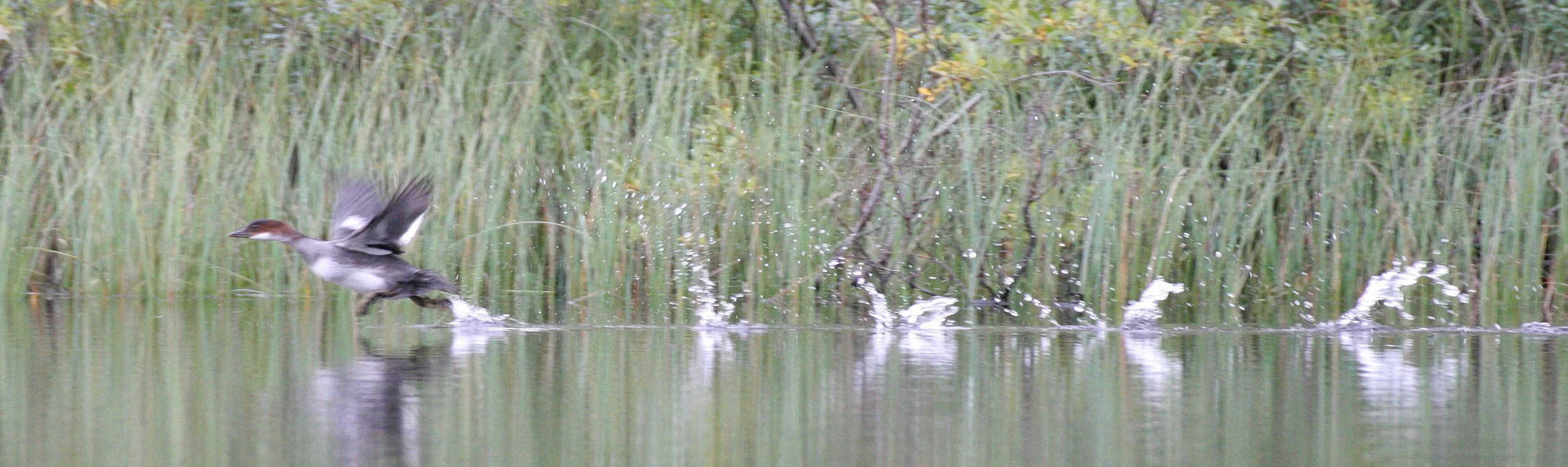 SMEW - Mergellus albellus - LEMMONJOKI NATIONAL PARK FINLAND (8).jpg