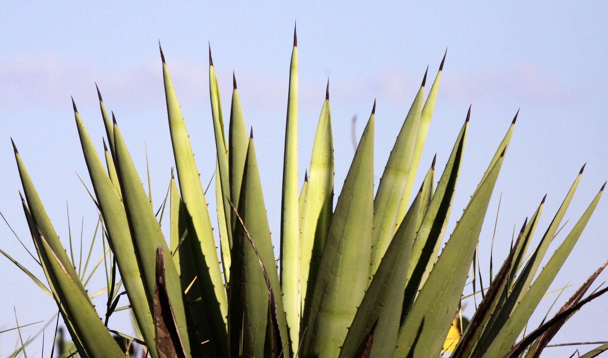 PLANT - AGAVE SPECIES - MORONDAVA MADAGASCAR (7).JPG