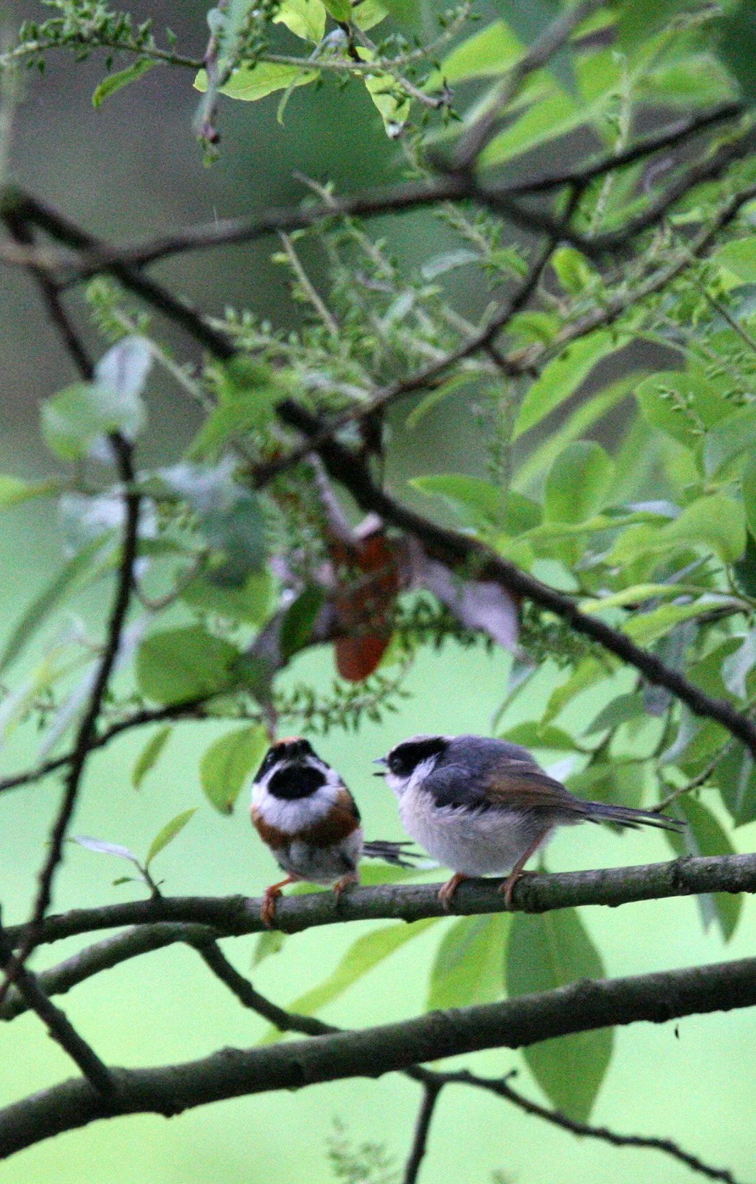 Black-throated Bushtit (Aegithalos concinnus) Hongcun Village, Anhui China (25).JPG