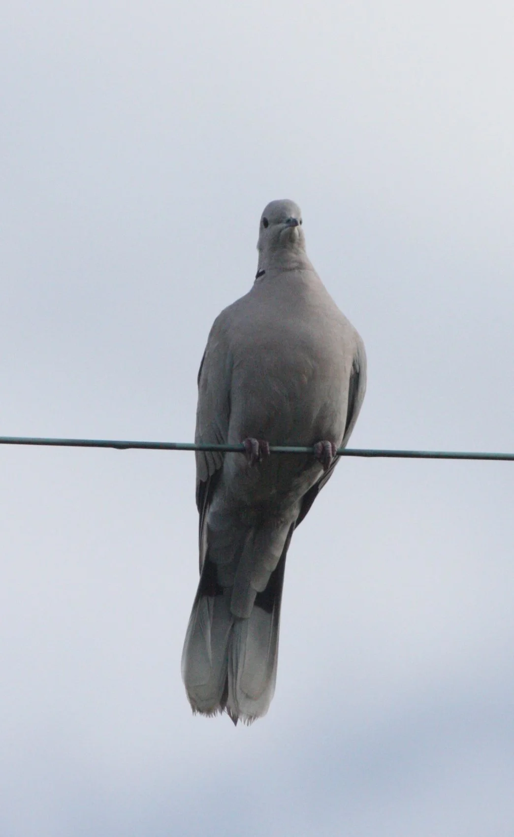 Mourning Dove (Zenaida macroura) Sequim Prairie Washington (1).JPG