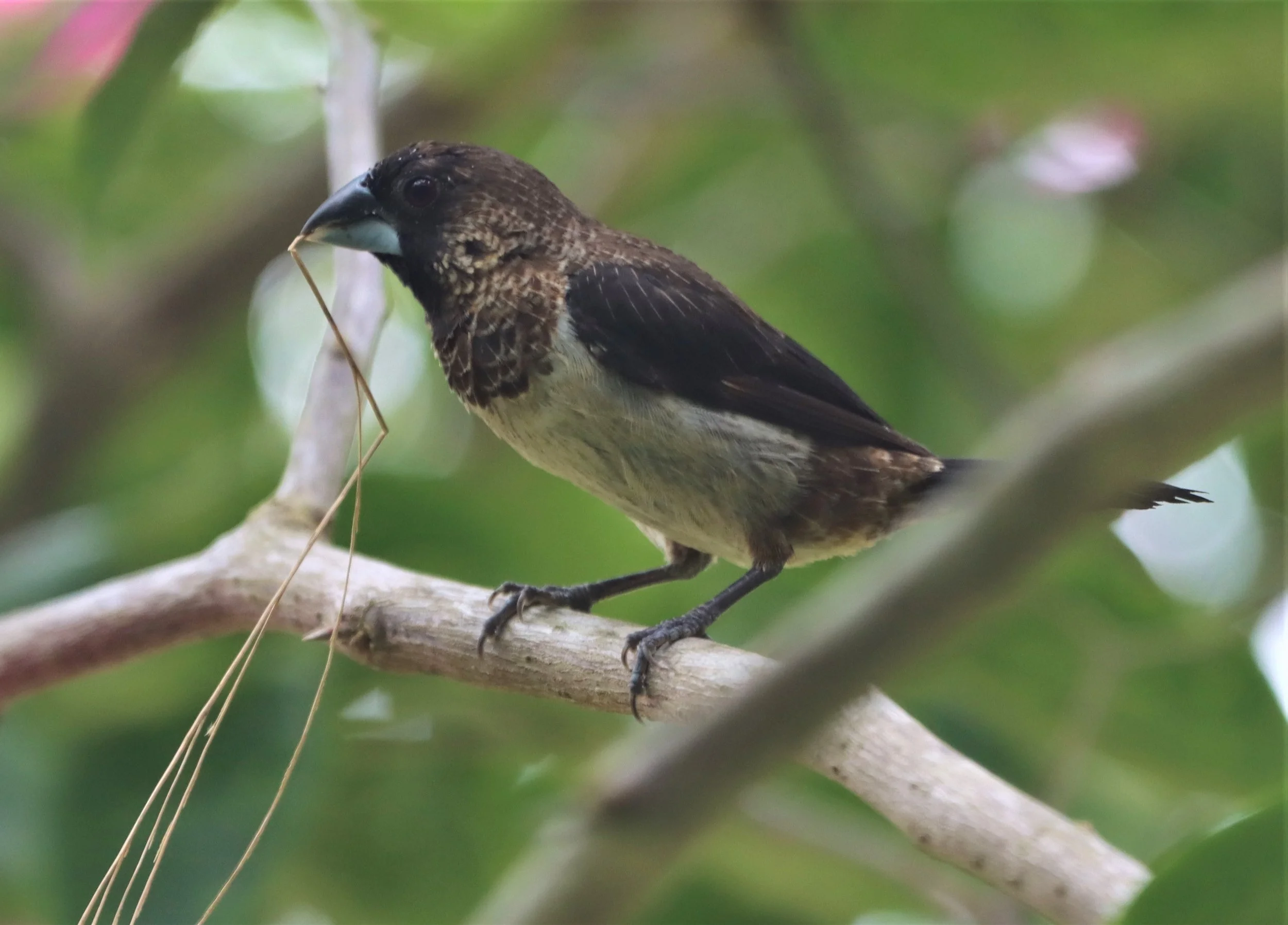 MUNIA - WHITE-RUMPED MUNIA - Lonchura striata - AO PHANG NGA NATIONAL PARK AREA (8).jpg