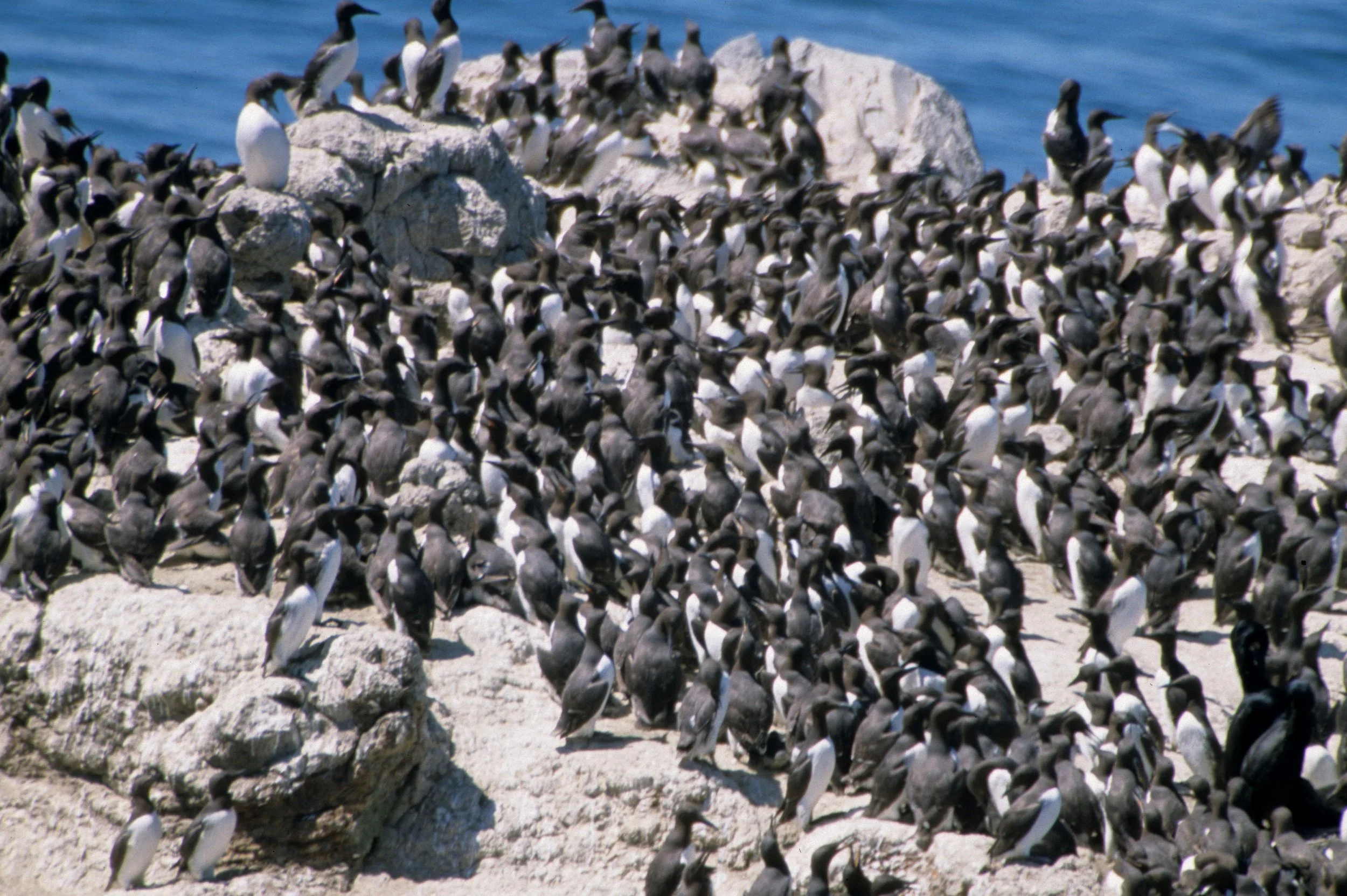 Uria aalge - COMMON MURRE - YAQUINA HEAD OREGON (9).jpg
